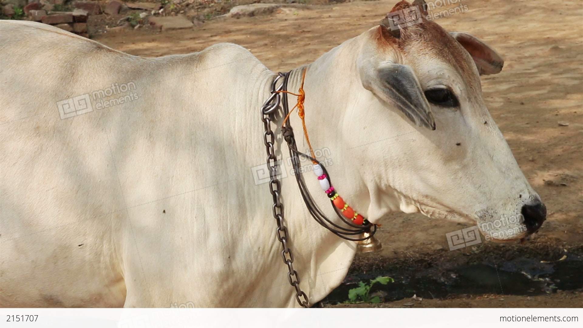 Indian White Cow Portrait Stock video footage | 2151707