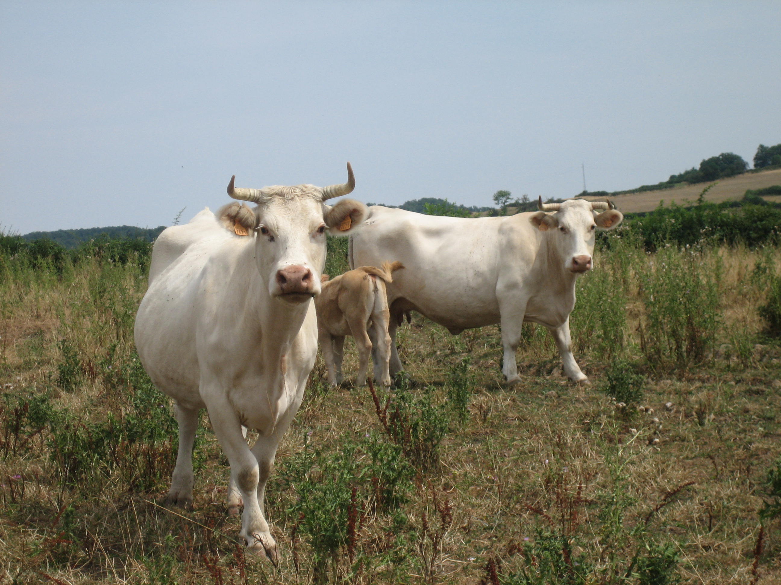 File:Cow white morvan.jpg - Wikimedia Commons