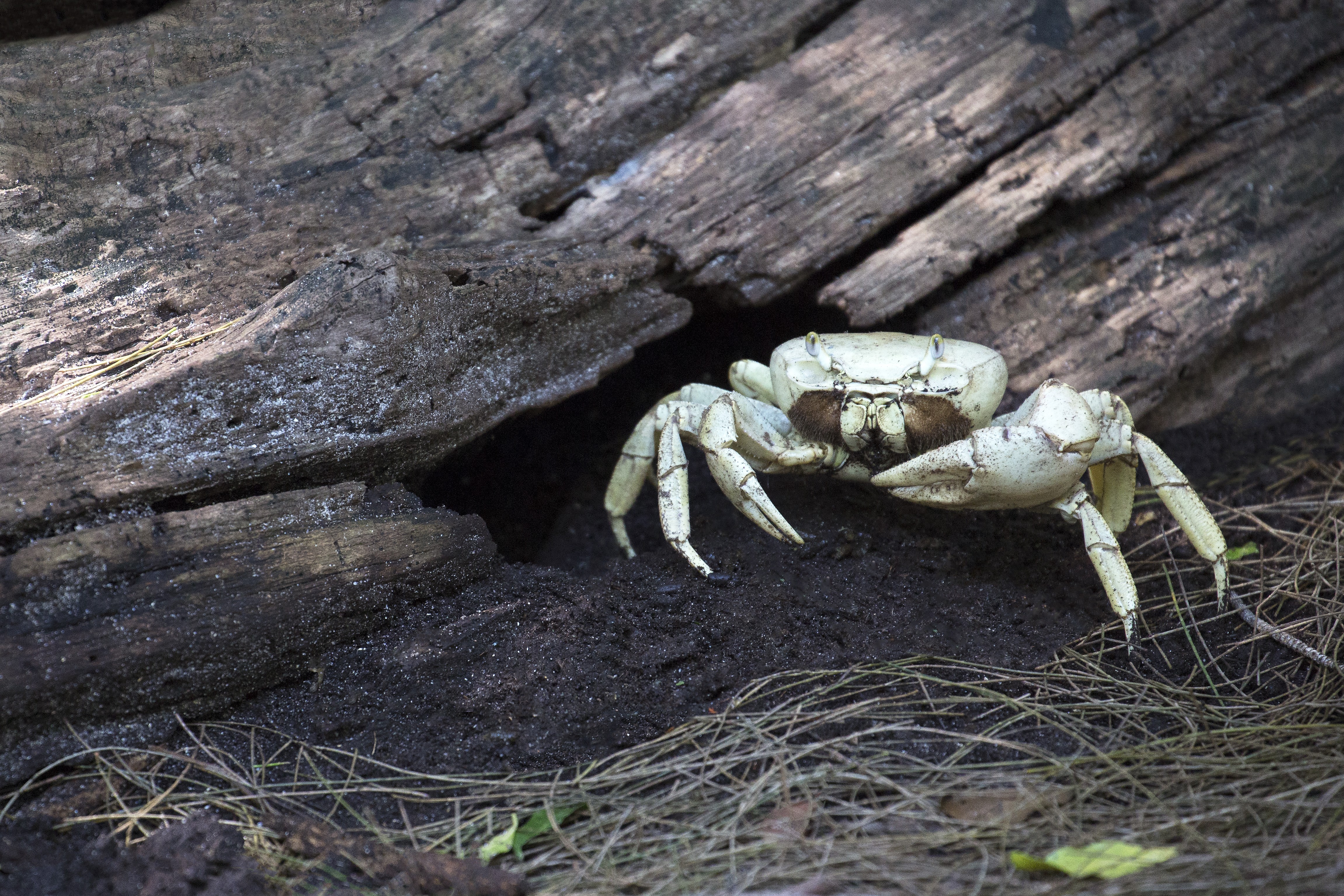 White Land Crab (probably female) | naturetime