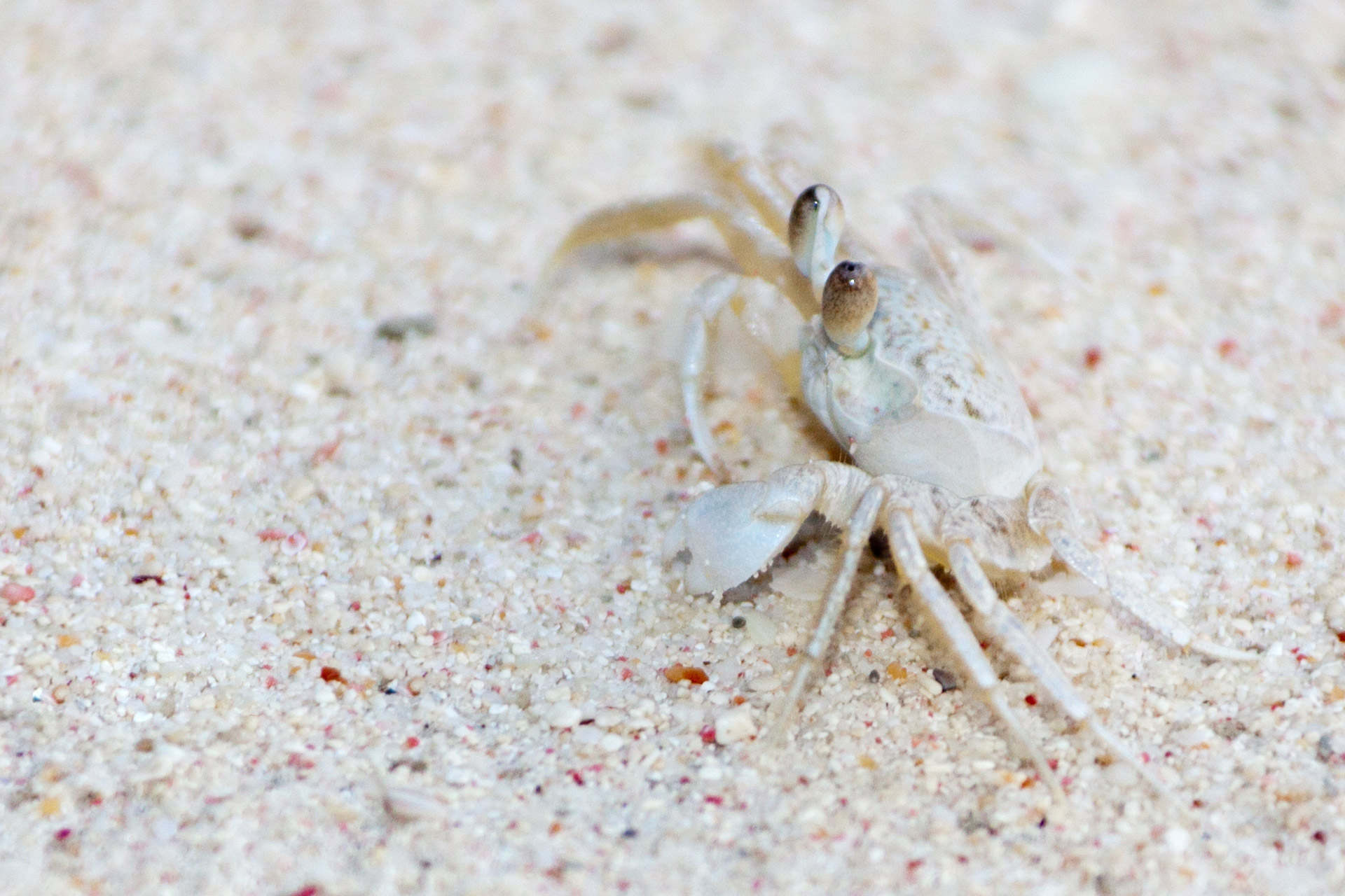 White Crab Free Stock Photo - Public Domain Pictures