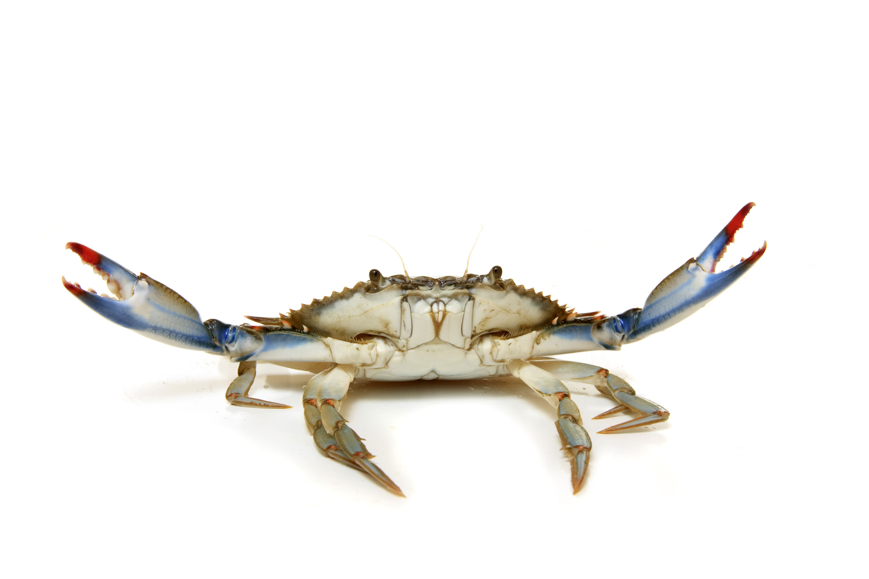 Ghost Crab – Tybee Island Marine Center
