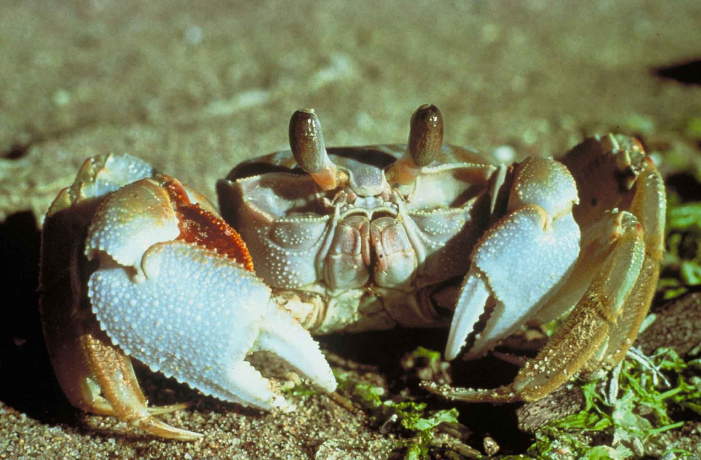 White crab photo