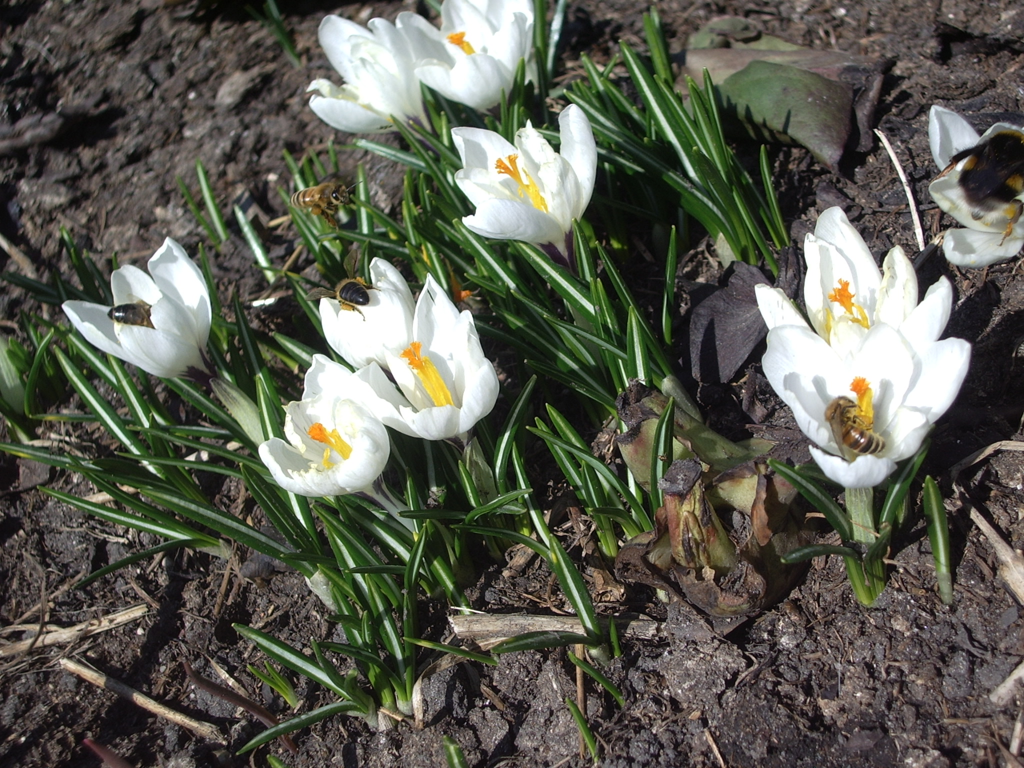 File:Bees on a white crocus.JPG - Wikimedia Commons