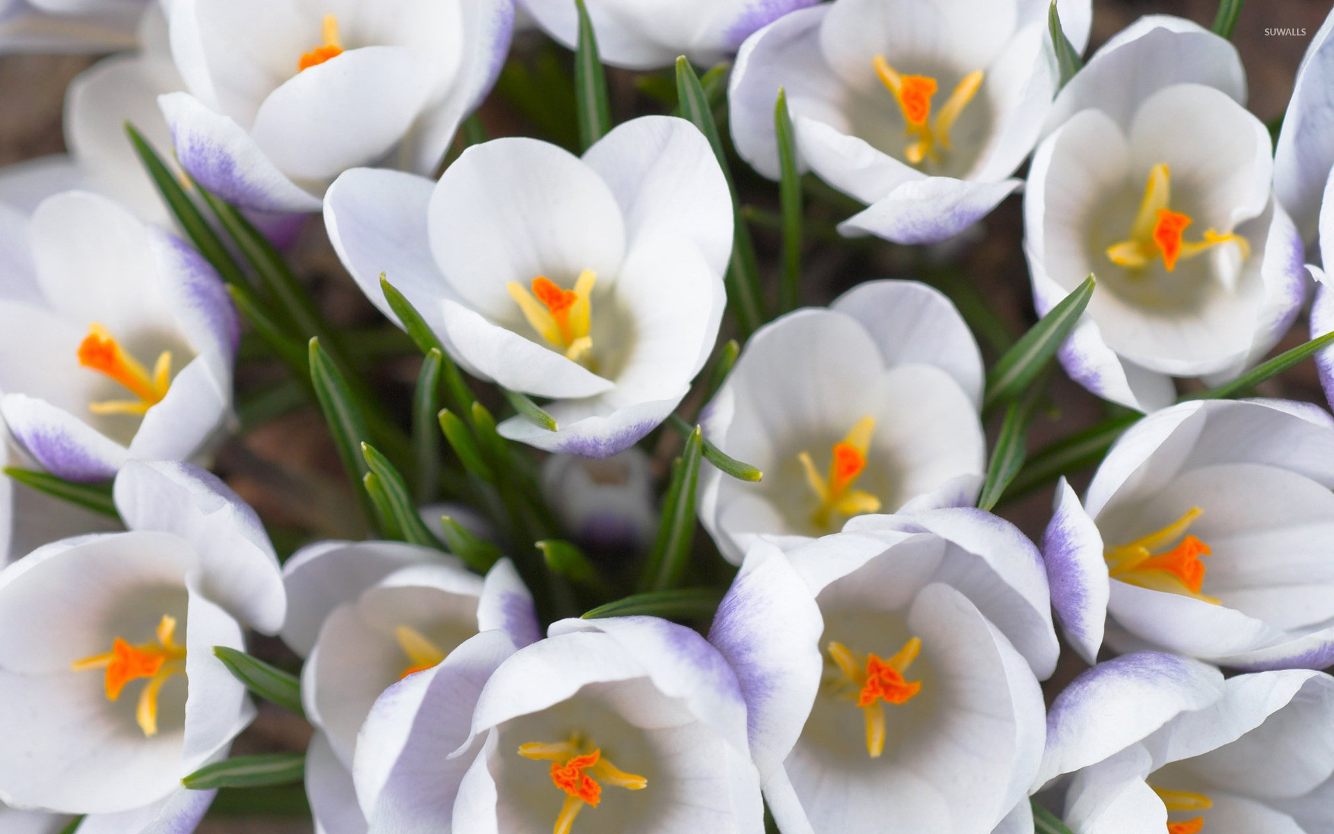 Flowers White Crocus wallpapers (Desktop, Phone, Tablet) - Awesome ...