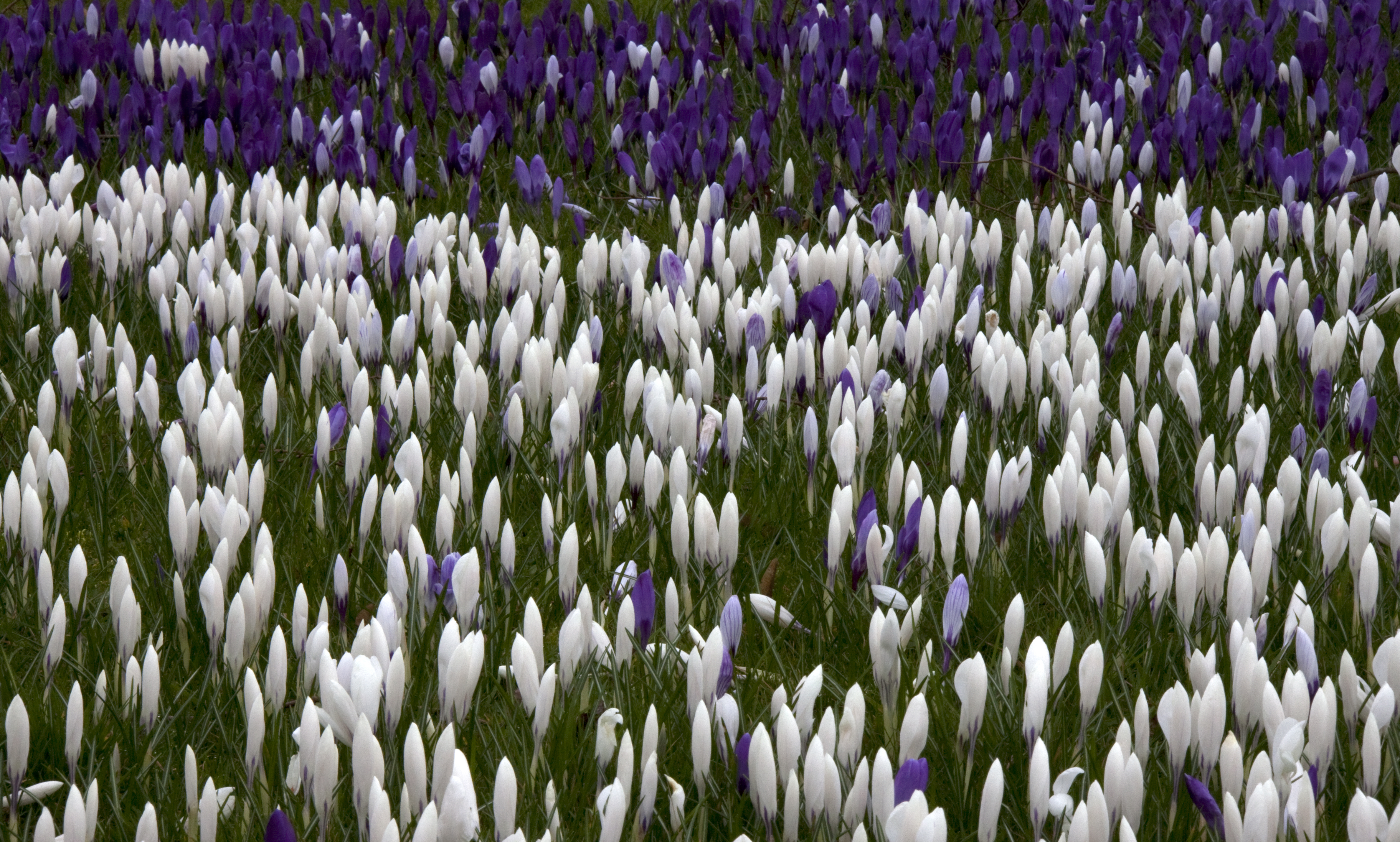 File:Crocuses white and purple (5493965991).jpg - Wikimedia Commons