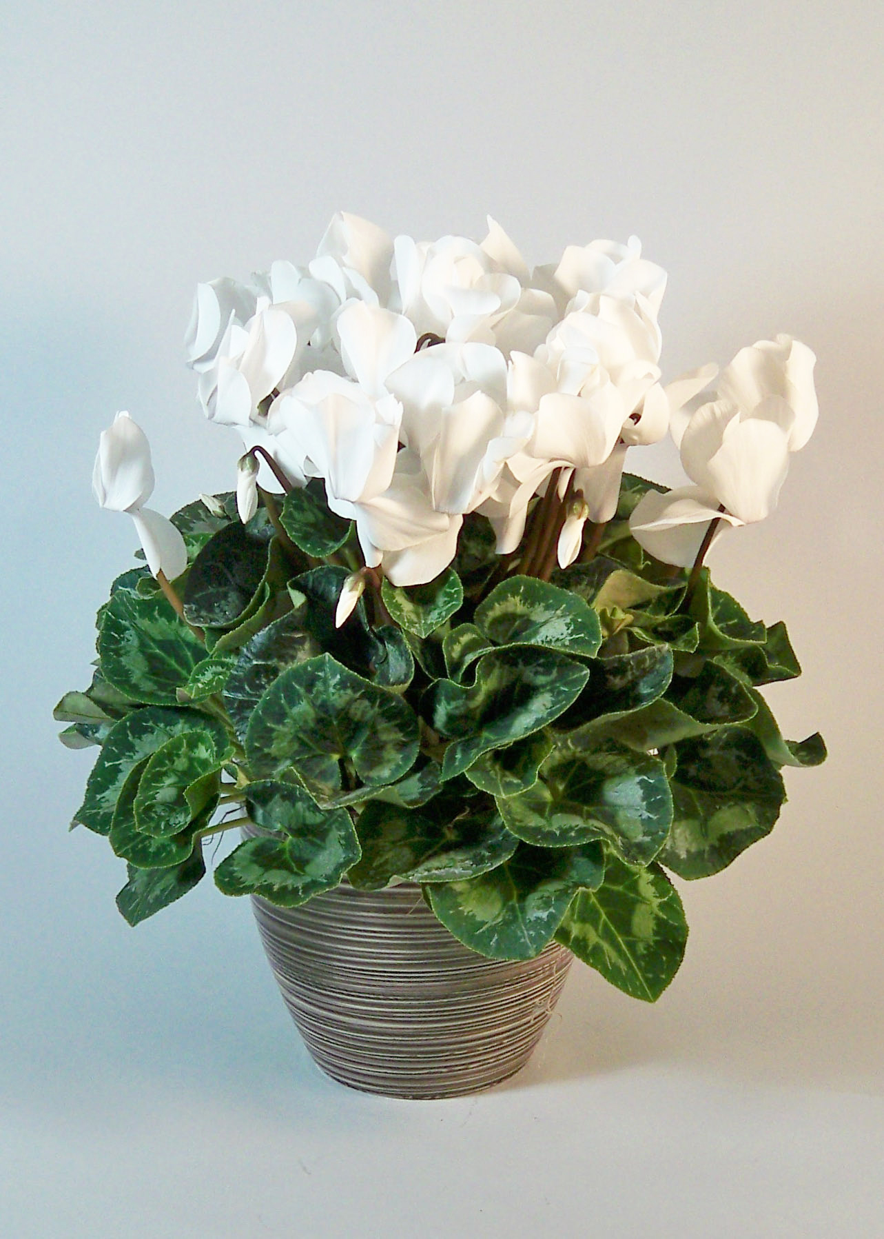 White Cyclamen – Morning Glory Flower Shop