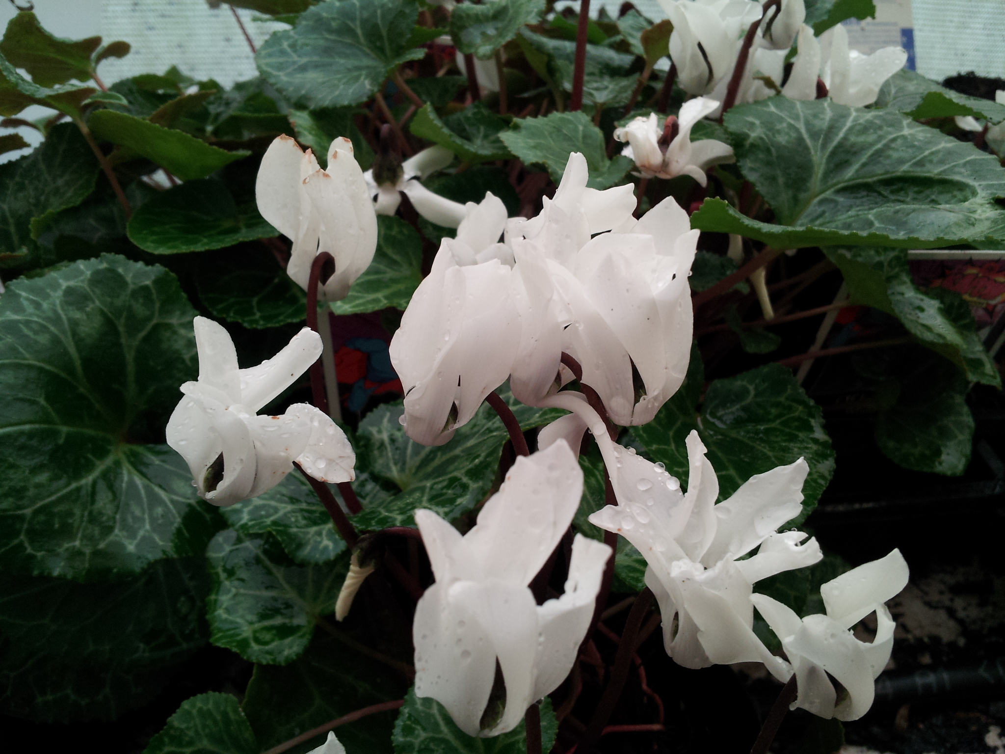 Cyclamen persicum White. mail order online buy now nursery annuals ...