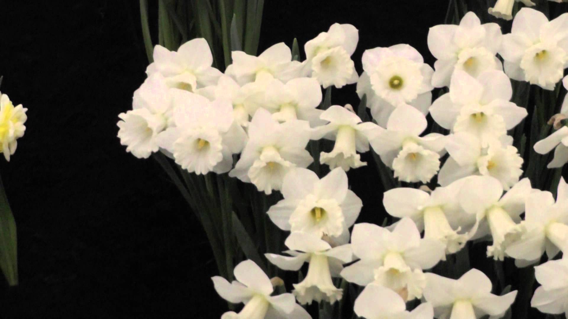 White Daffodils - Daffodil Flower Bulbs - YouTube