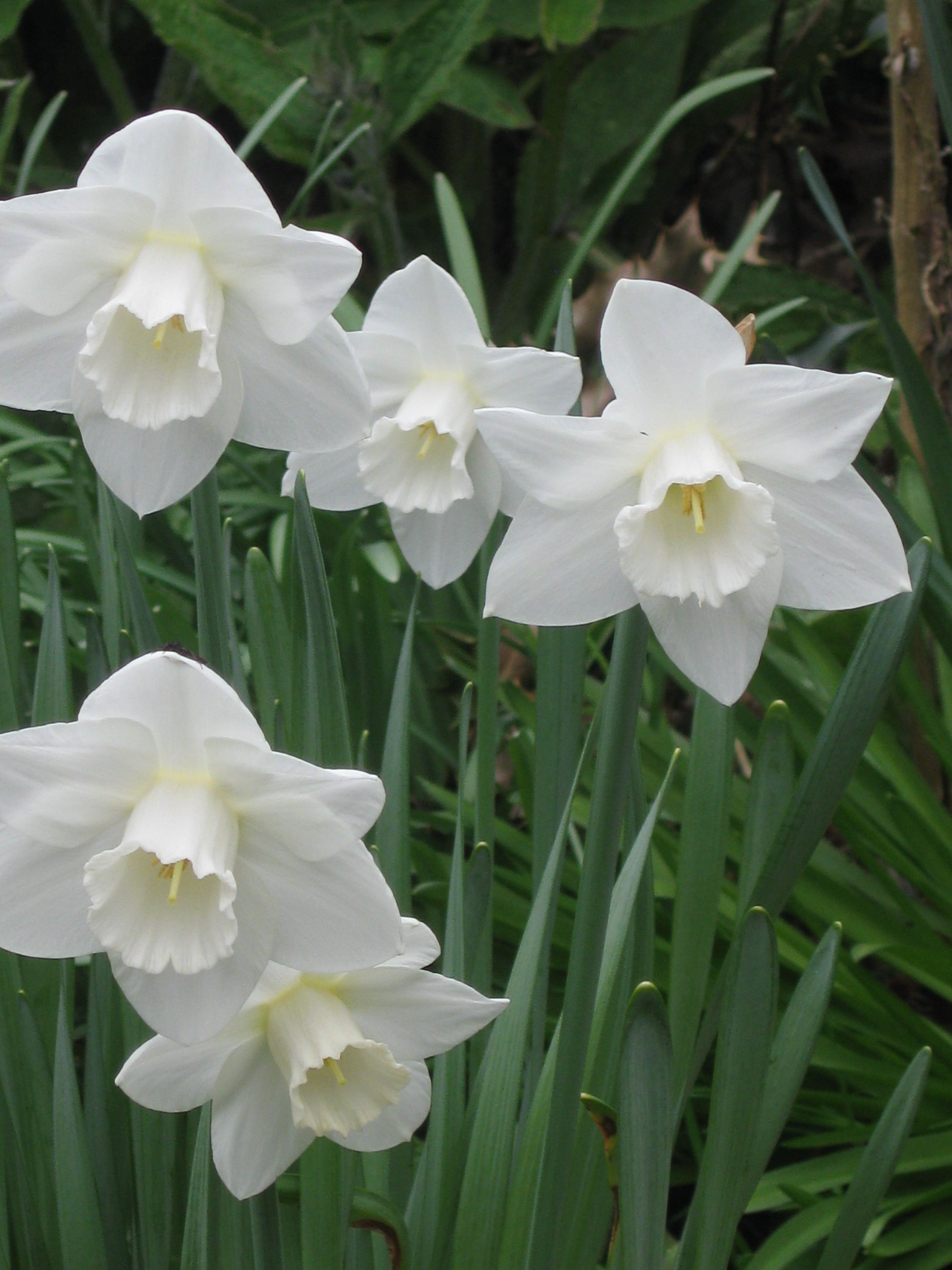 White Daffodils: planted in fall for spring bloom in beds, front and ...