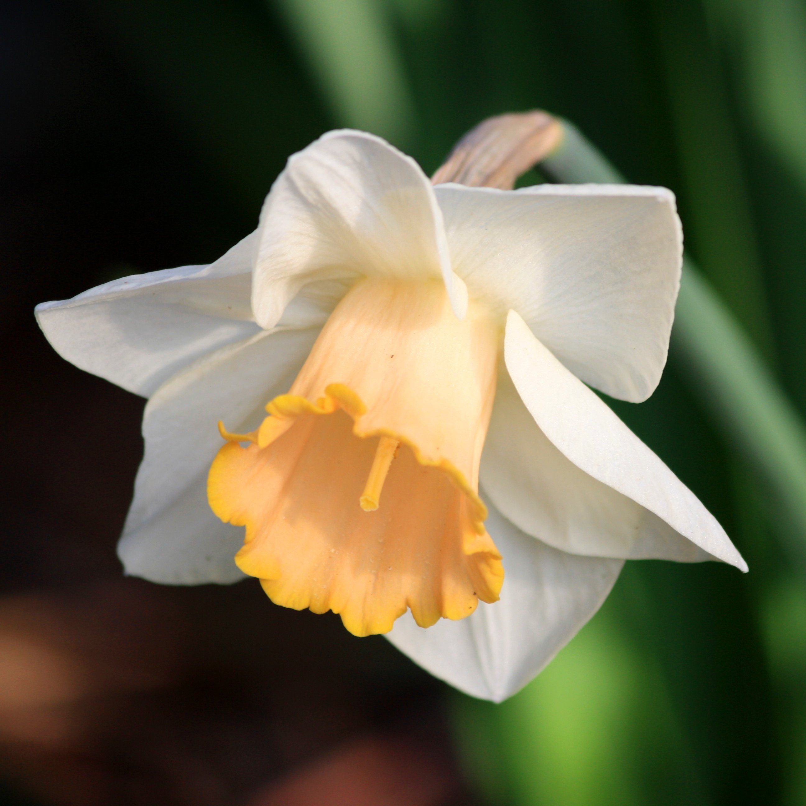 white-and-yellow-daffodil-Las-Vegas-variety.jpg (2592×2592 ...