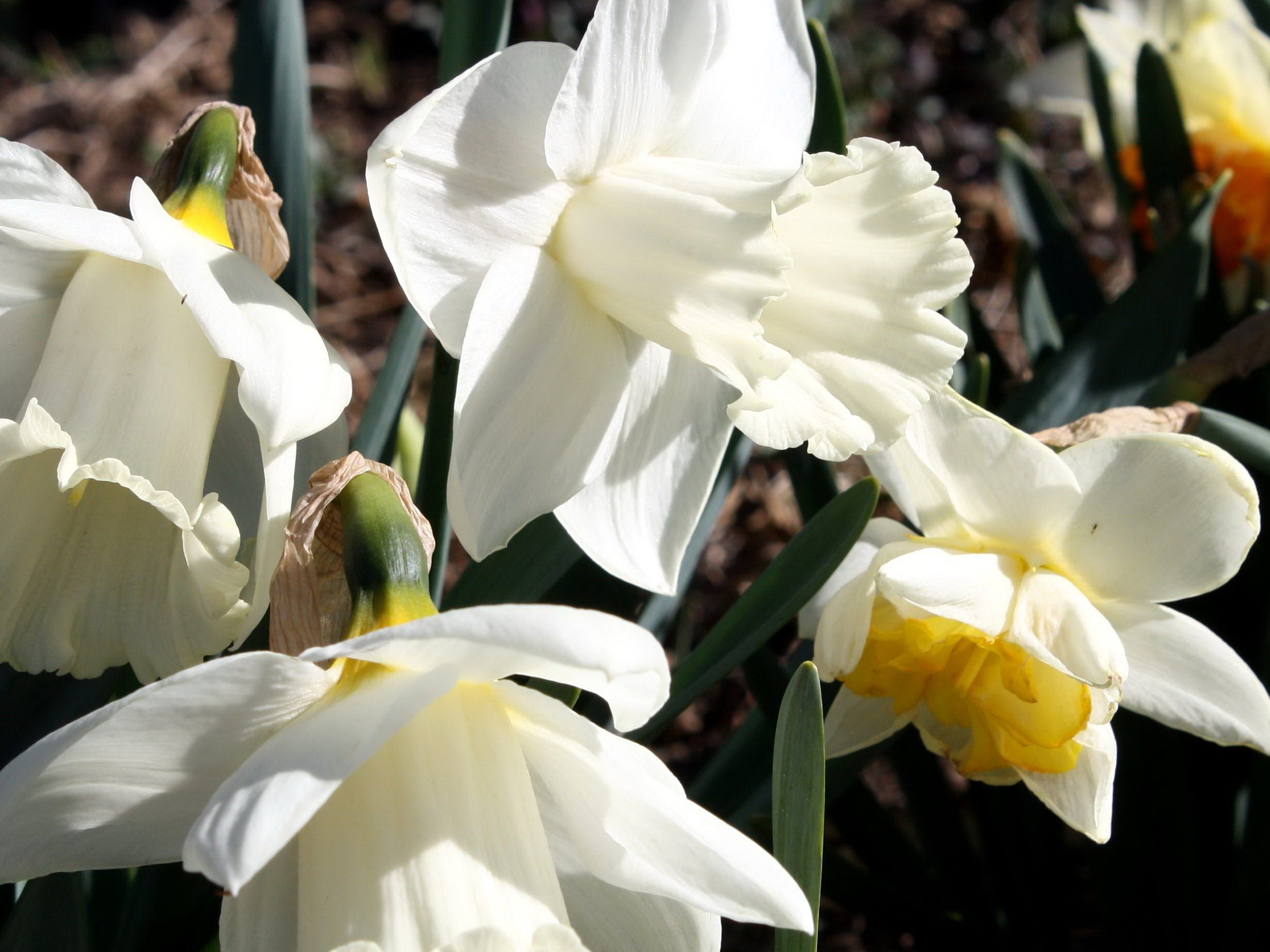 Free picture: daffodil flowers, white daffodils, pistil, vegetation ...