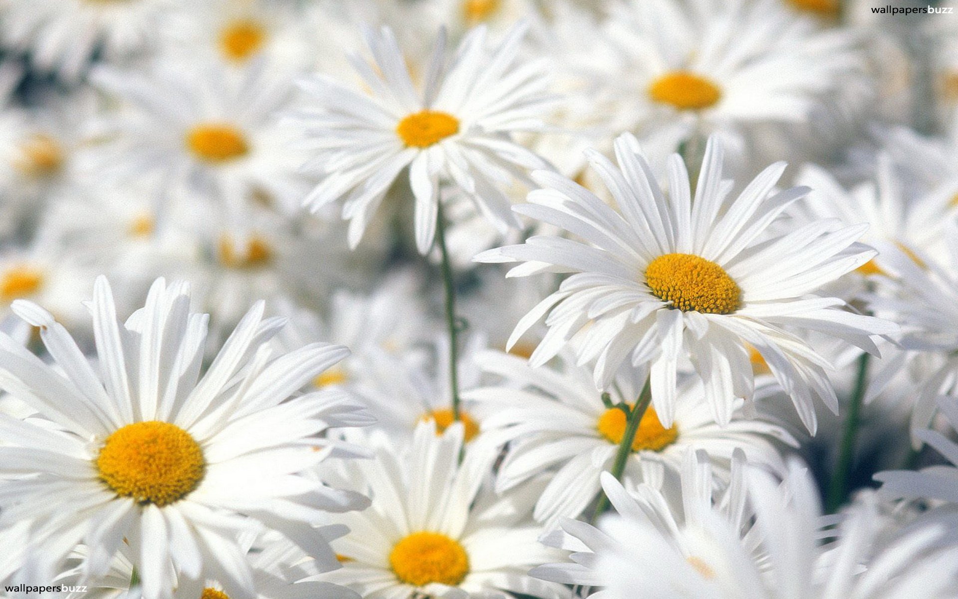 White daisies HD Wallpaper