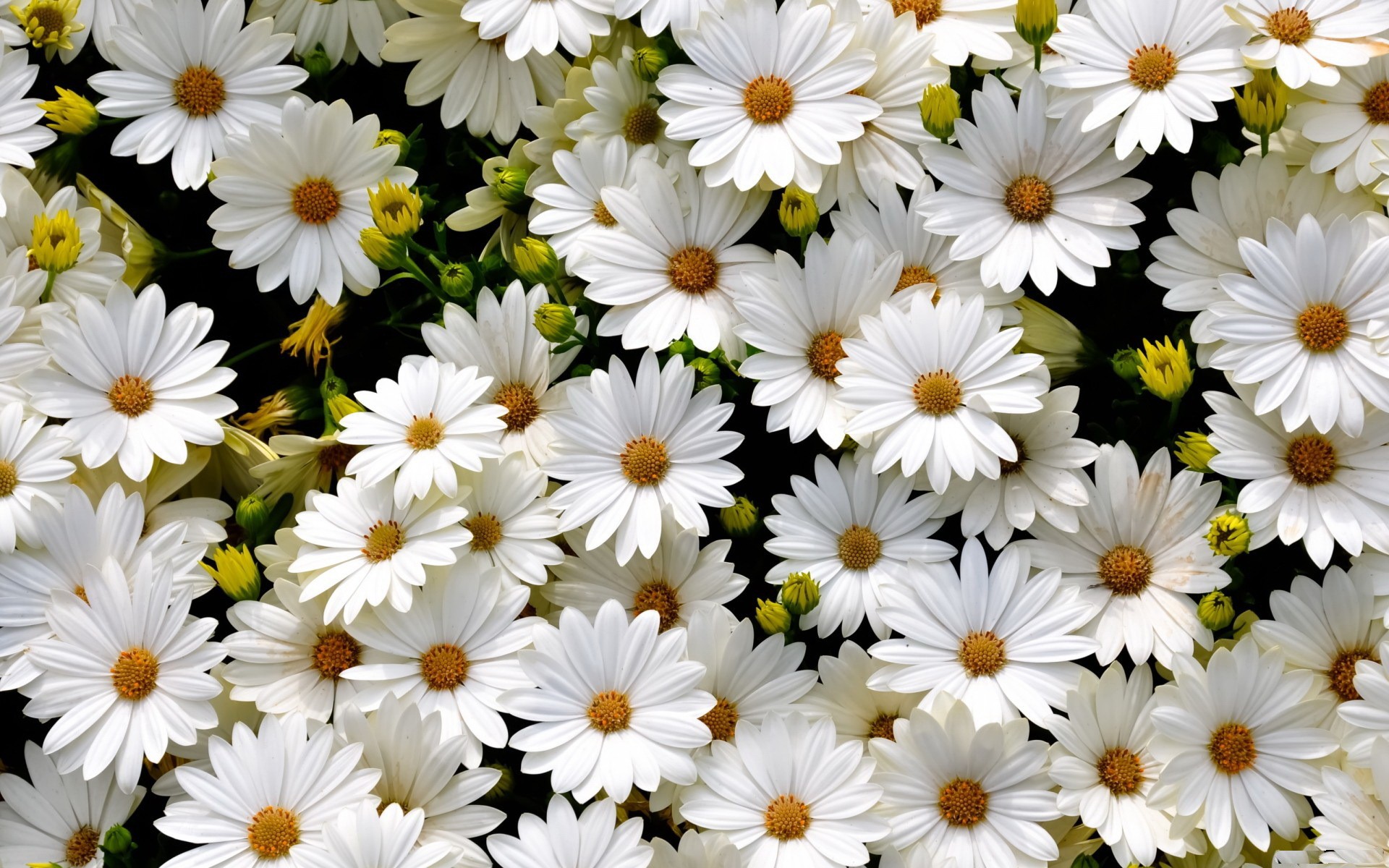 Flower: White Daisies Flowers Disies Nature Wallpapers New for HD 16 ...