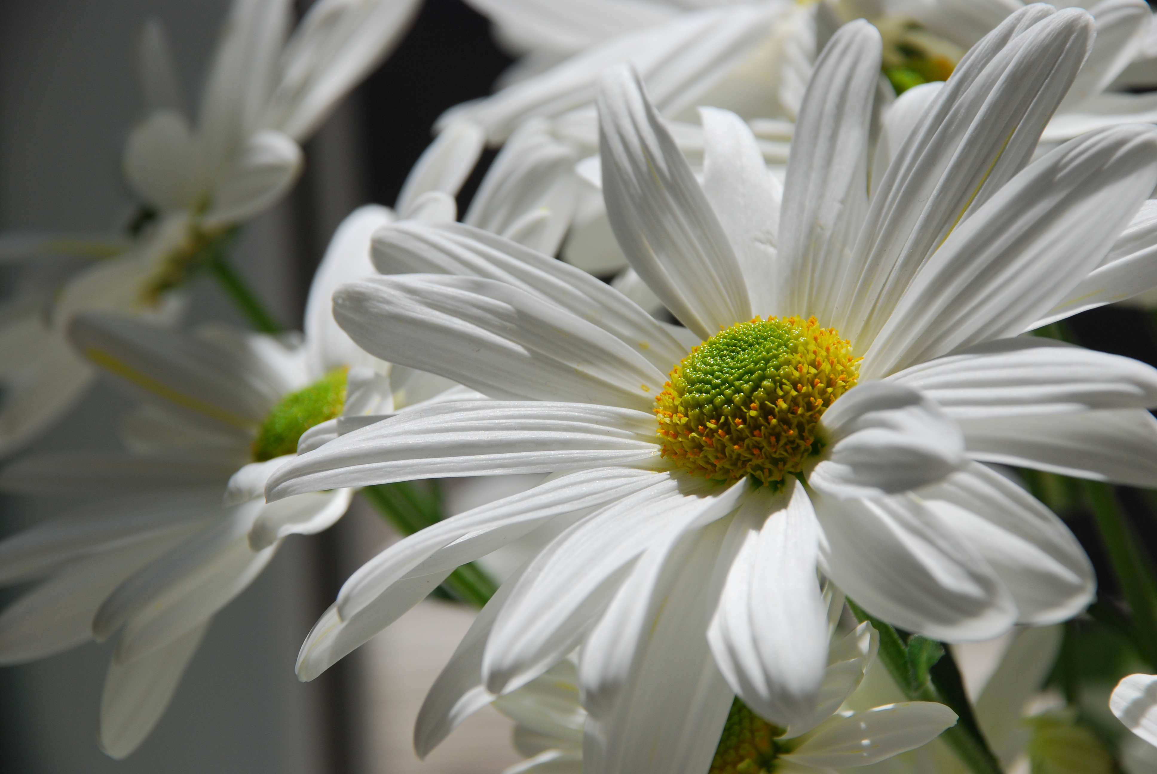 White daisy photo