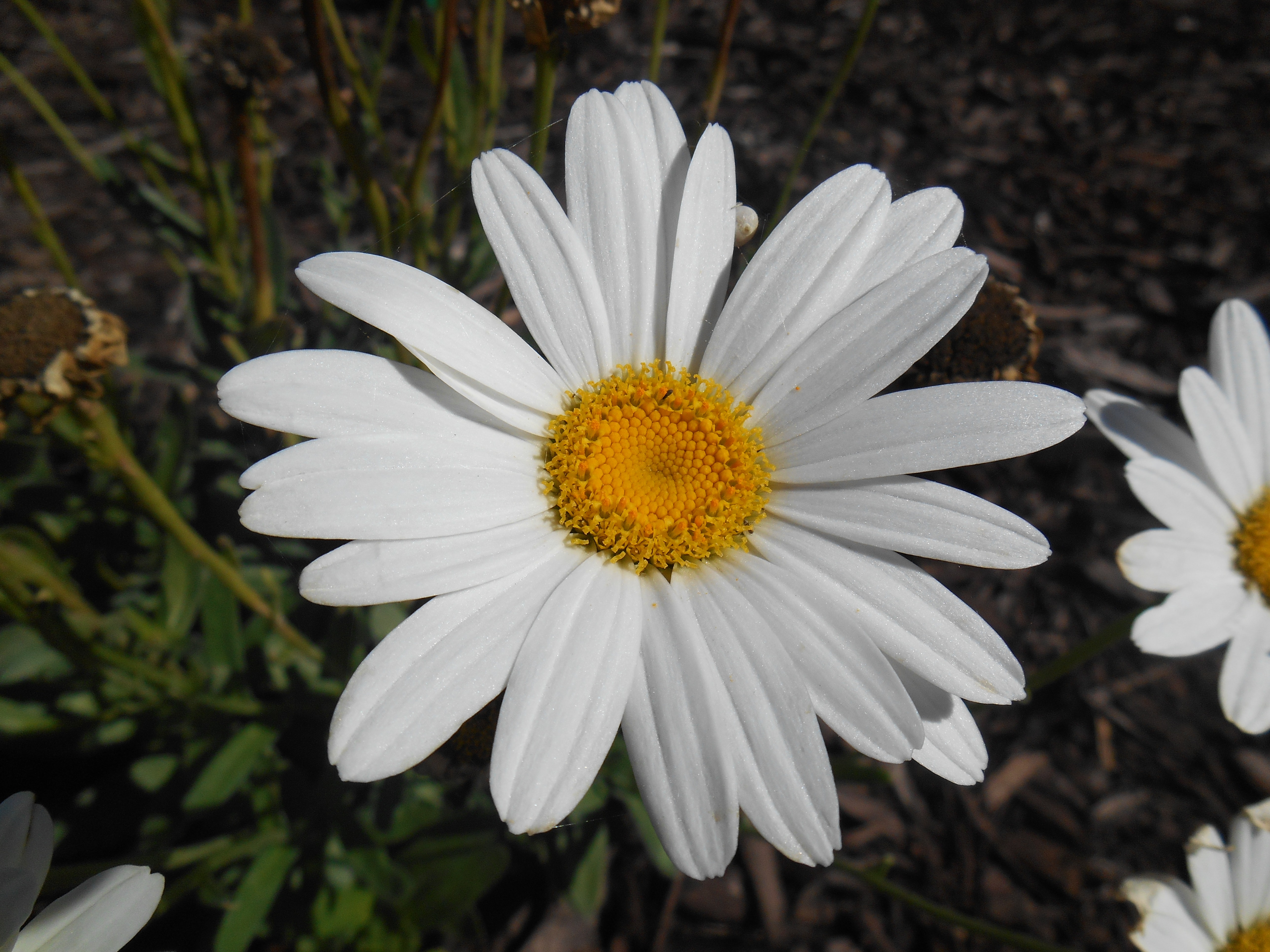 Free stock photo of close up flower, white daisies, white daisy