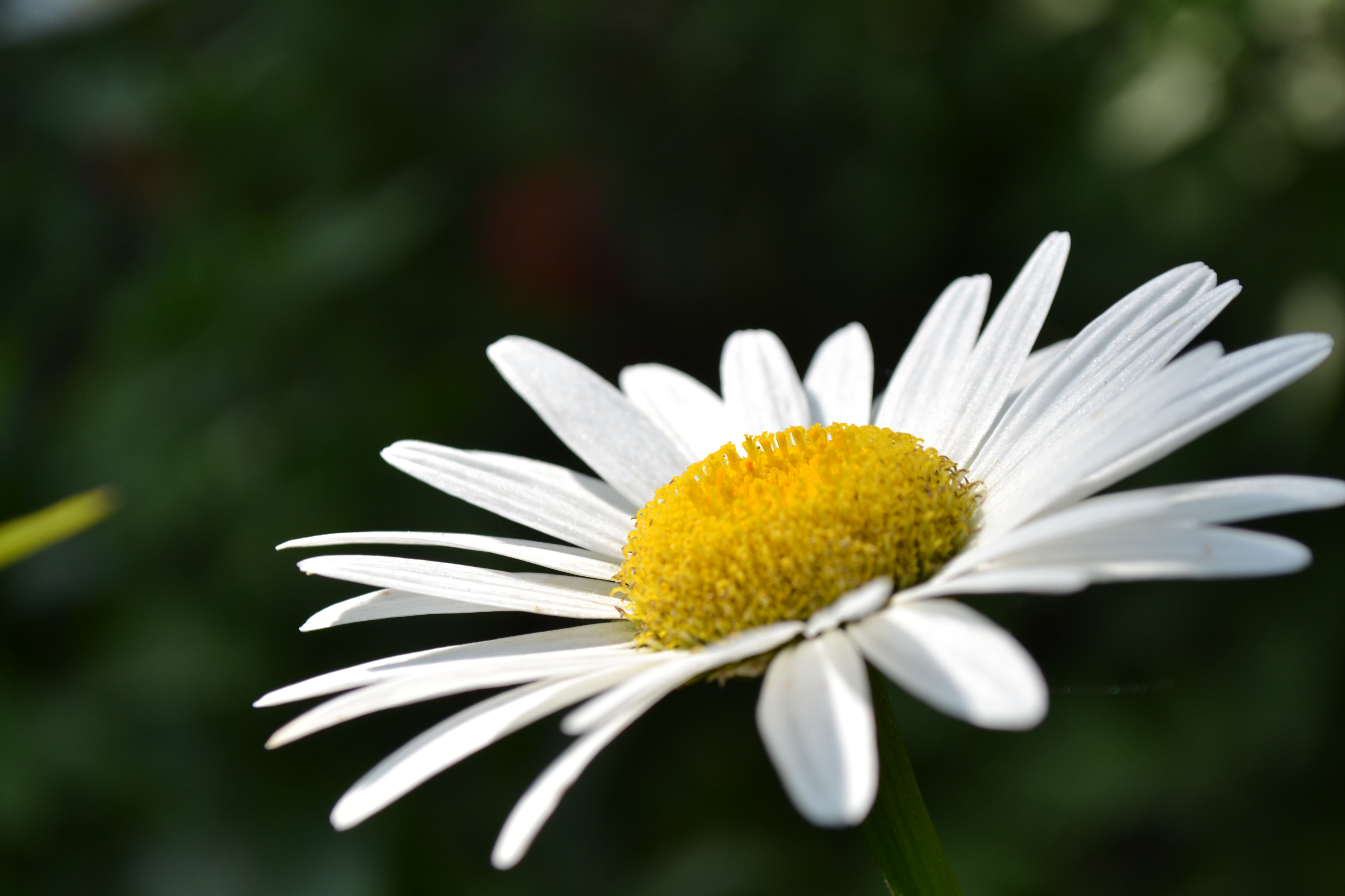 File:White daisy flower Aghdam, Azerbaijan Rafael Guliyev's garden ...