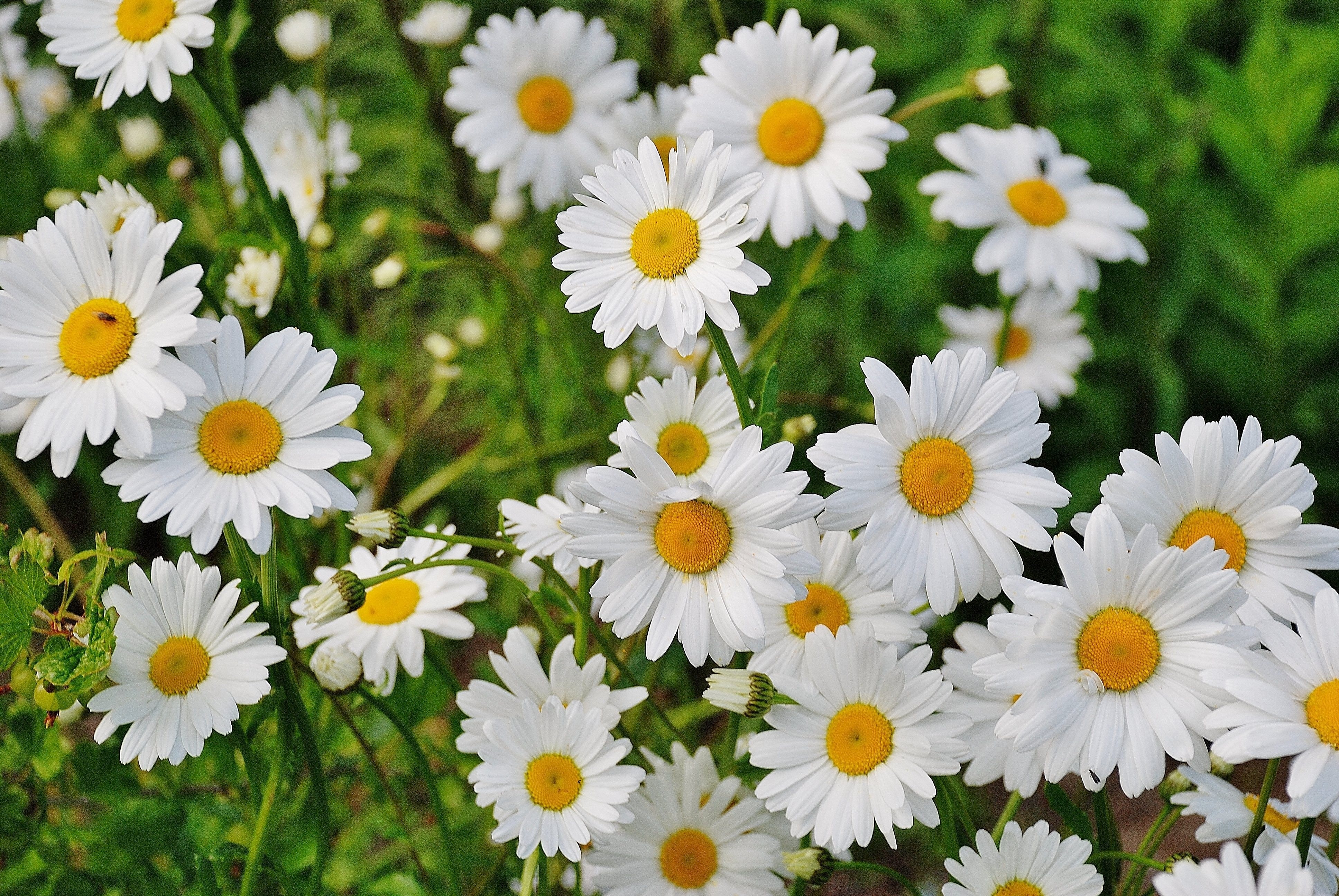 White Daisy Flower, Bloom, Blossom, Daisies, Daisy, HQ Photo