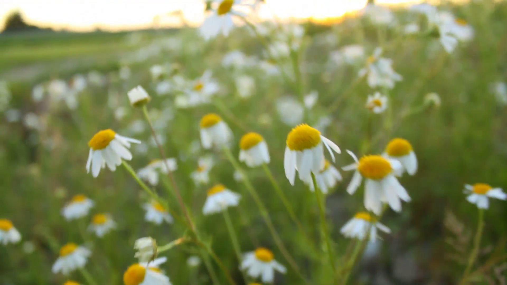Walking through the field of white daisy flowers after sunset in the ...