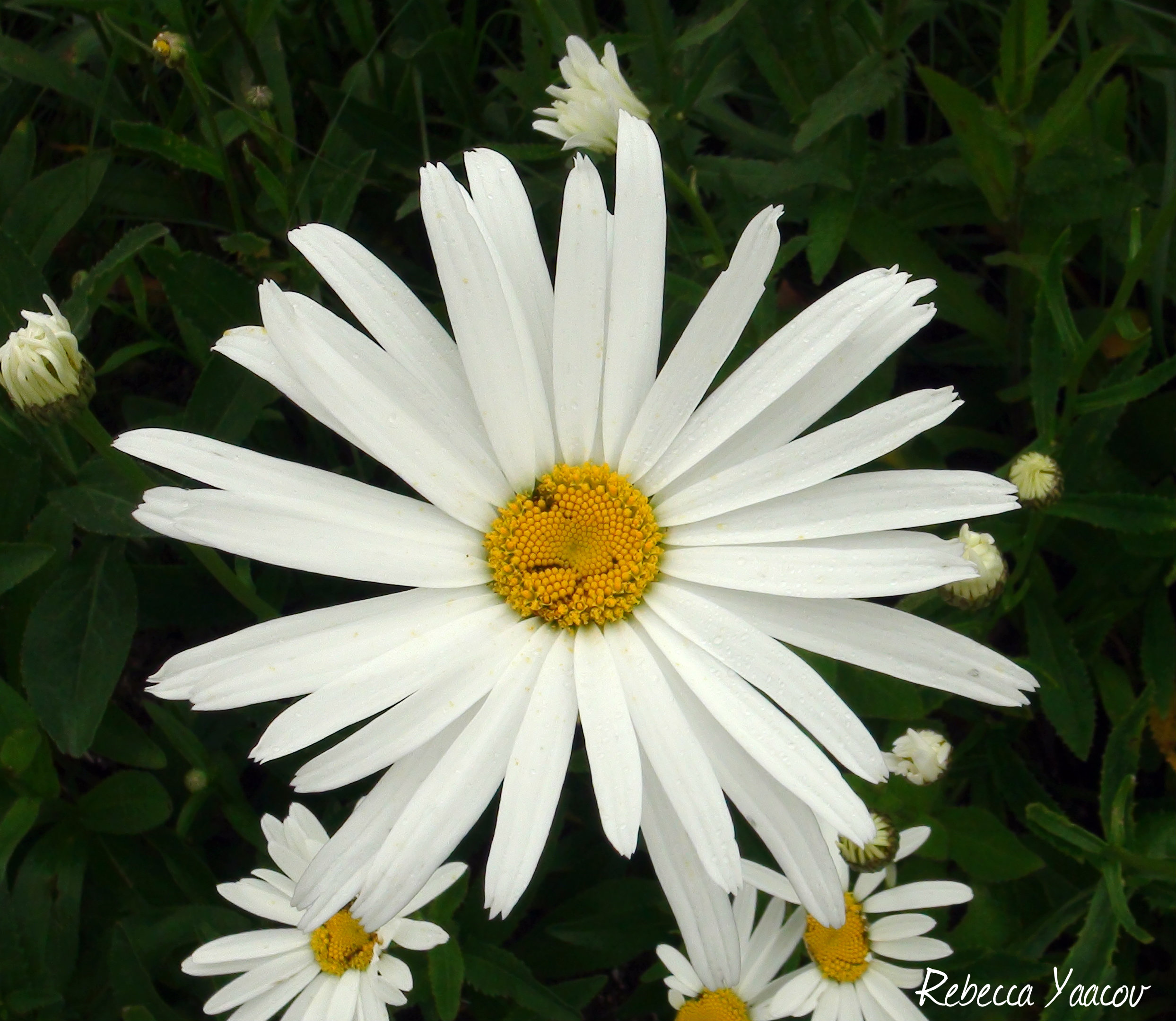 white daisy flowers | smell the flowers blog