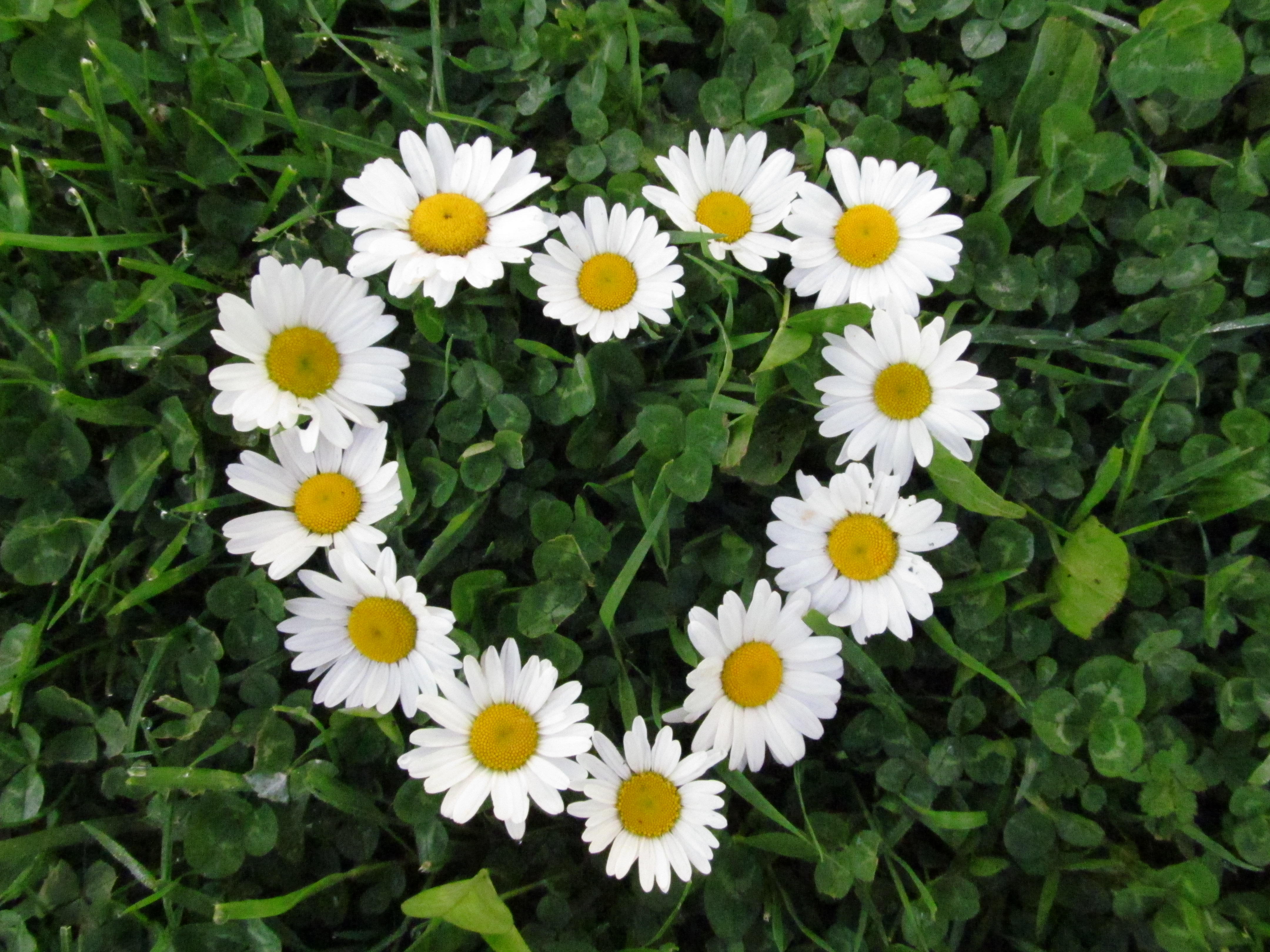 27+ Daisy Backgrounds, Wallpapers, Images, Pictures | Design Trends ...