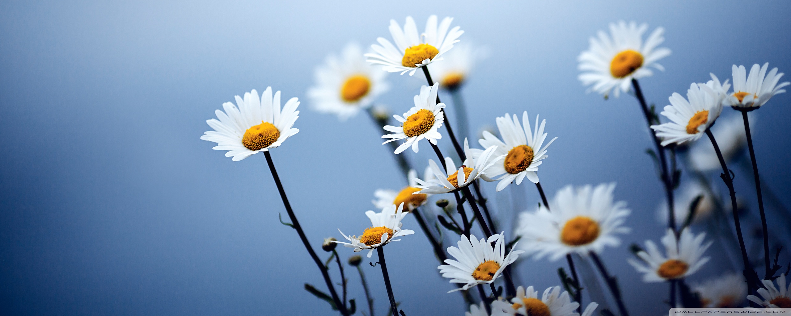 White Daisies Flowers ❤ 4K HD Desktop Wallpaper for 4K Ultra HD TV ...