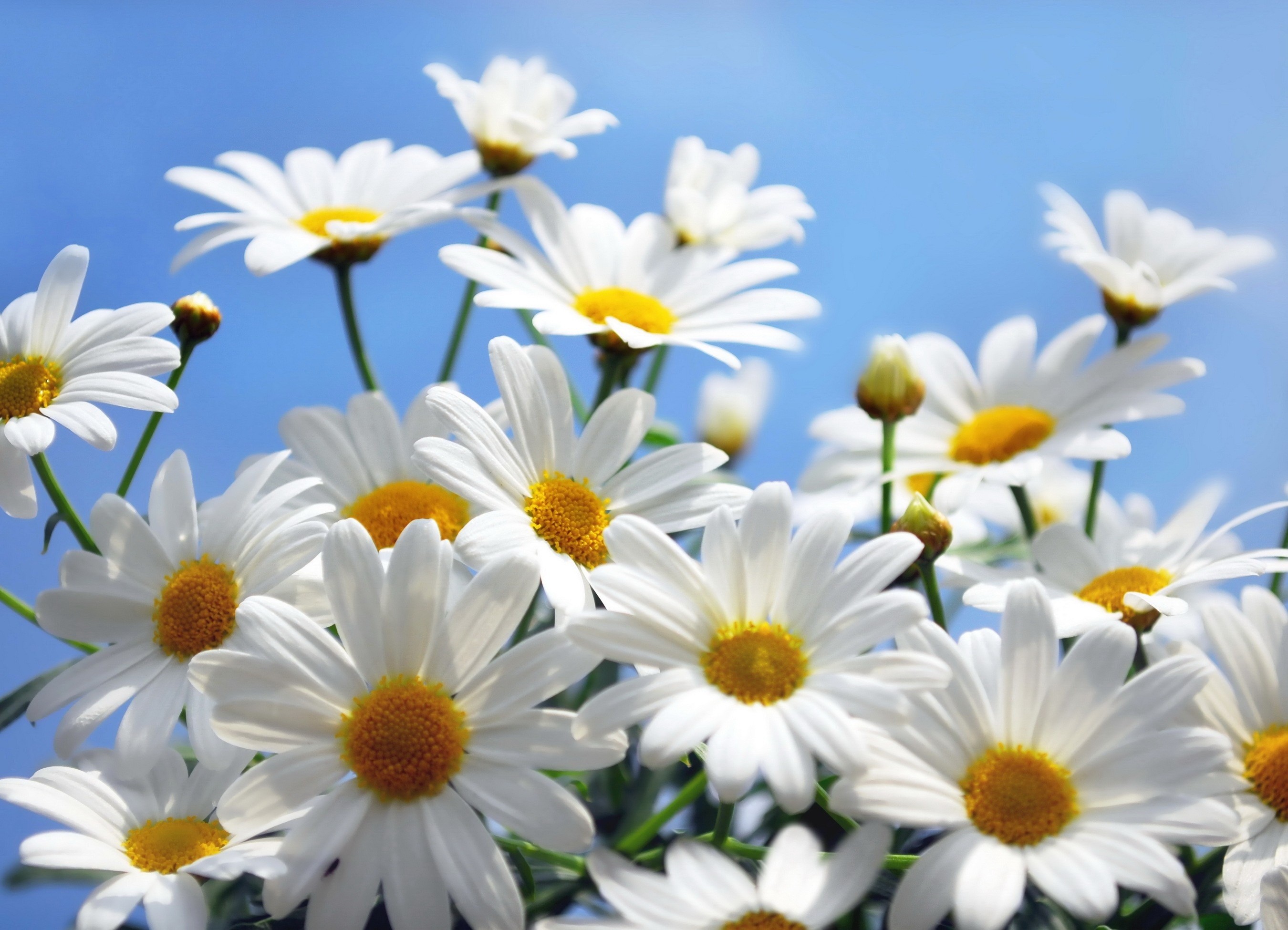 Flower: White Daisy Flowers Nature Single Flower Desktop Wallpaper ...