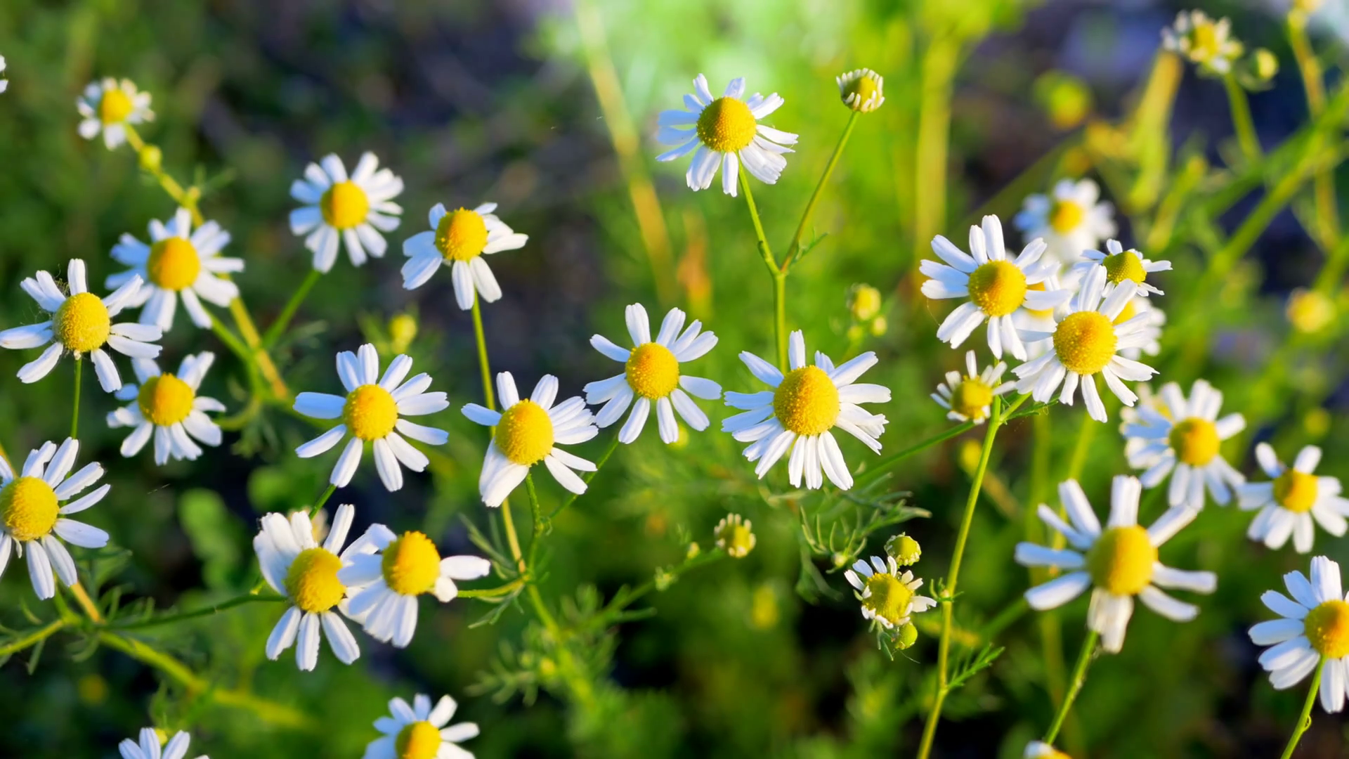 Chamomile close as nature background. Camomile flowers sway in the ...