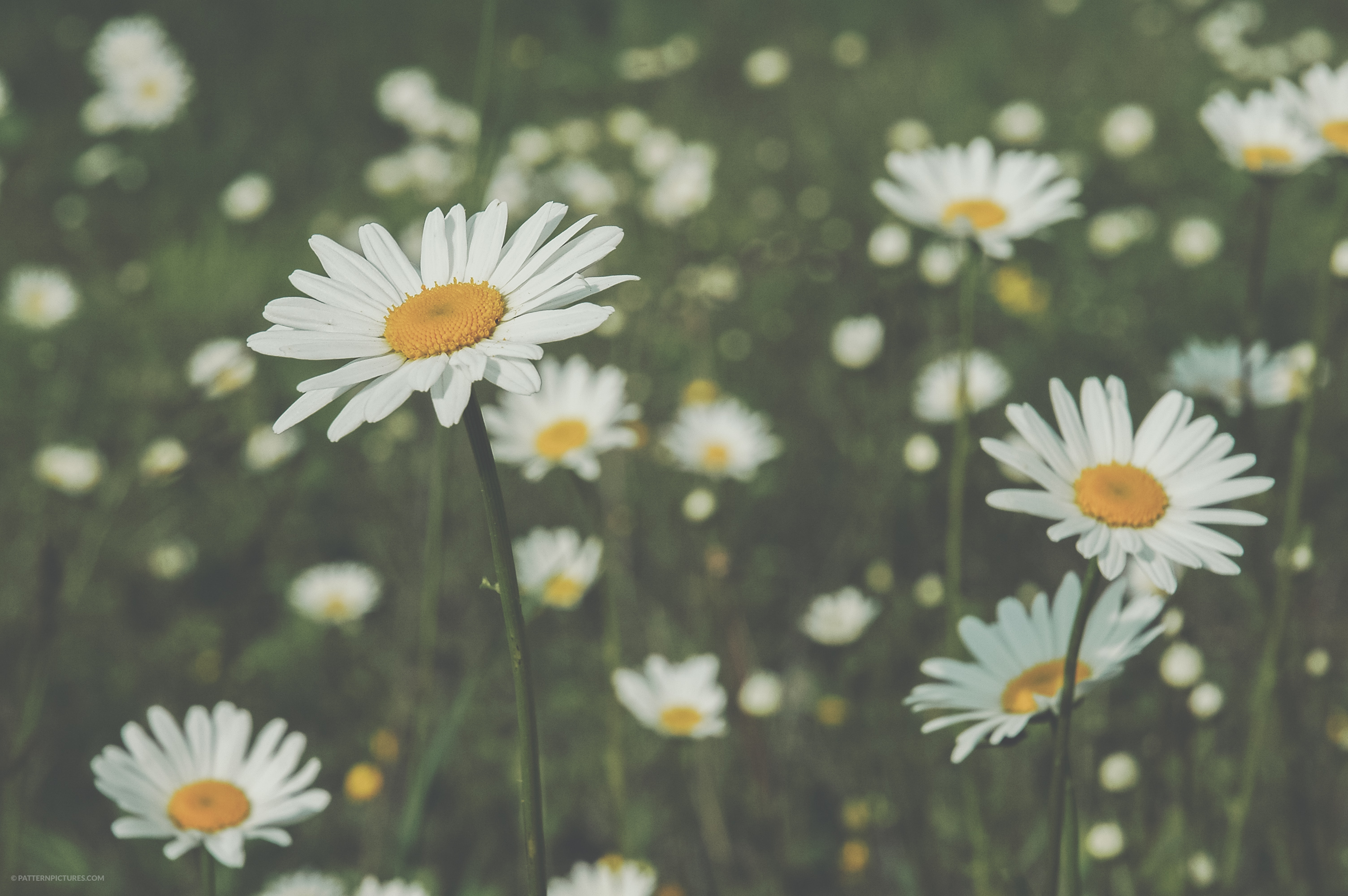 White daisy flowers background soft focus - Pattern Pictures free ...