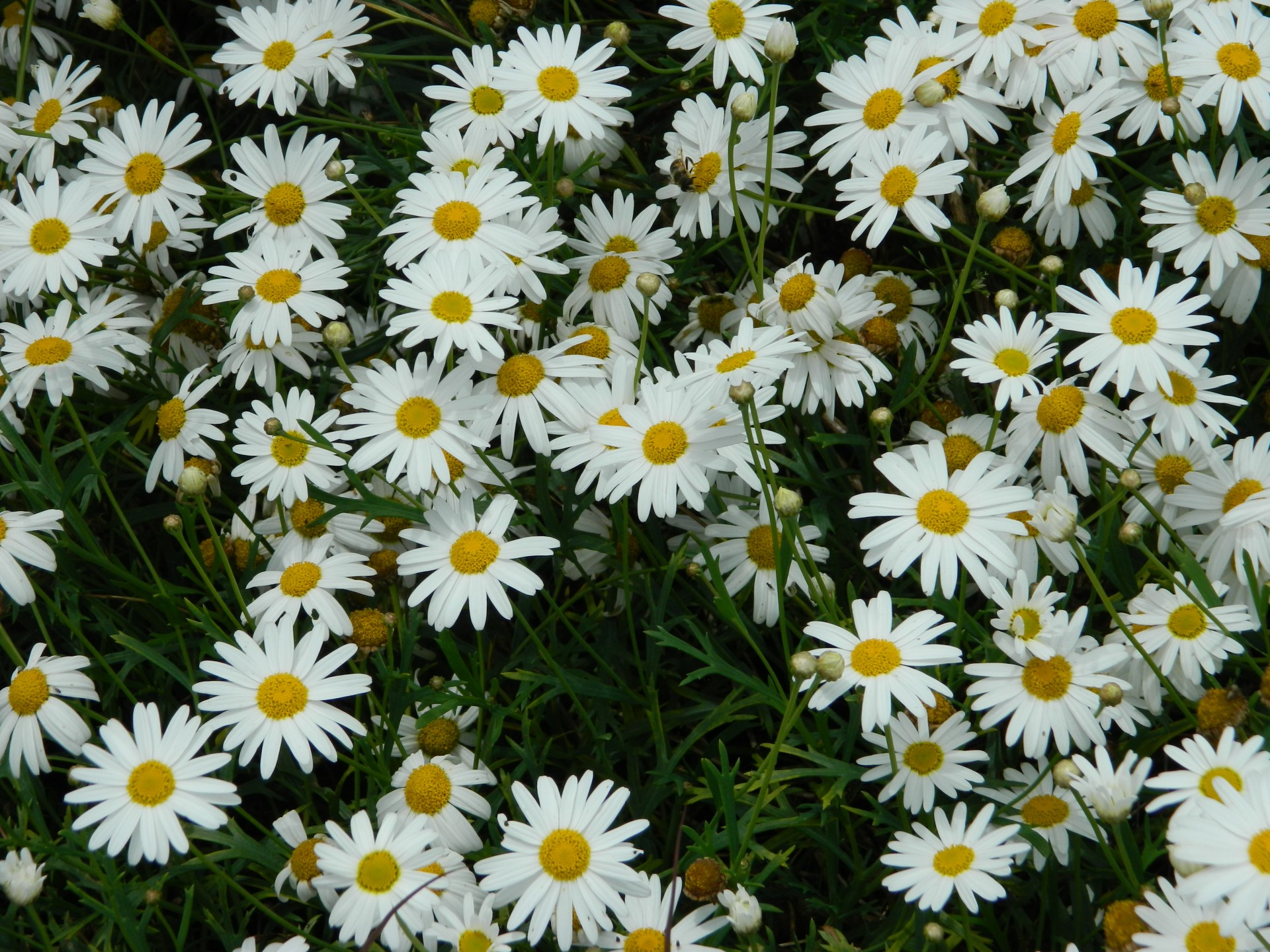 White Daisy Flowers Free Stock Photo - Public Domain Pictures