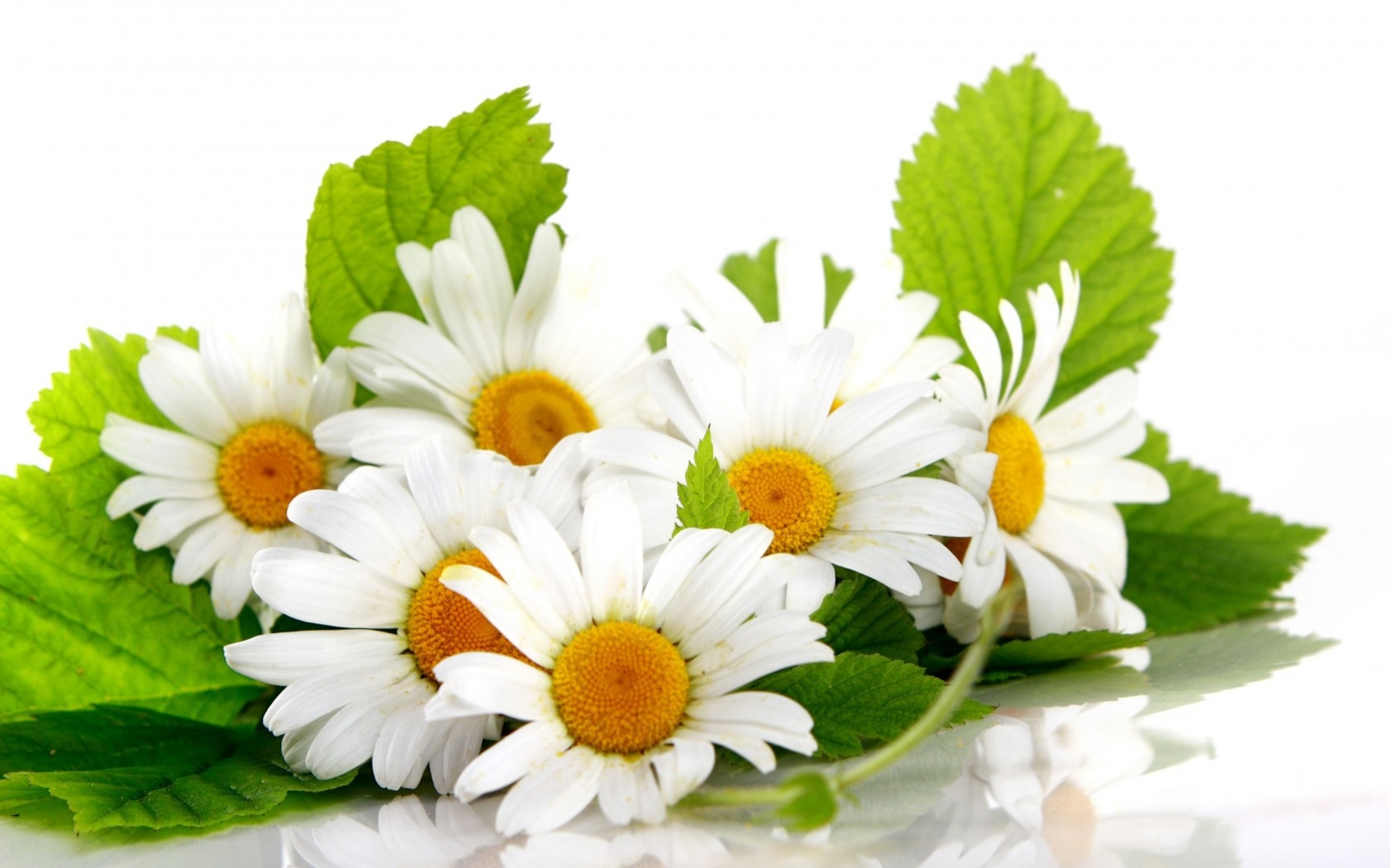 Daisy White Background Images | All White Background
