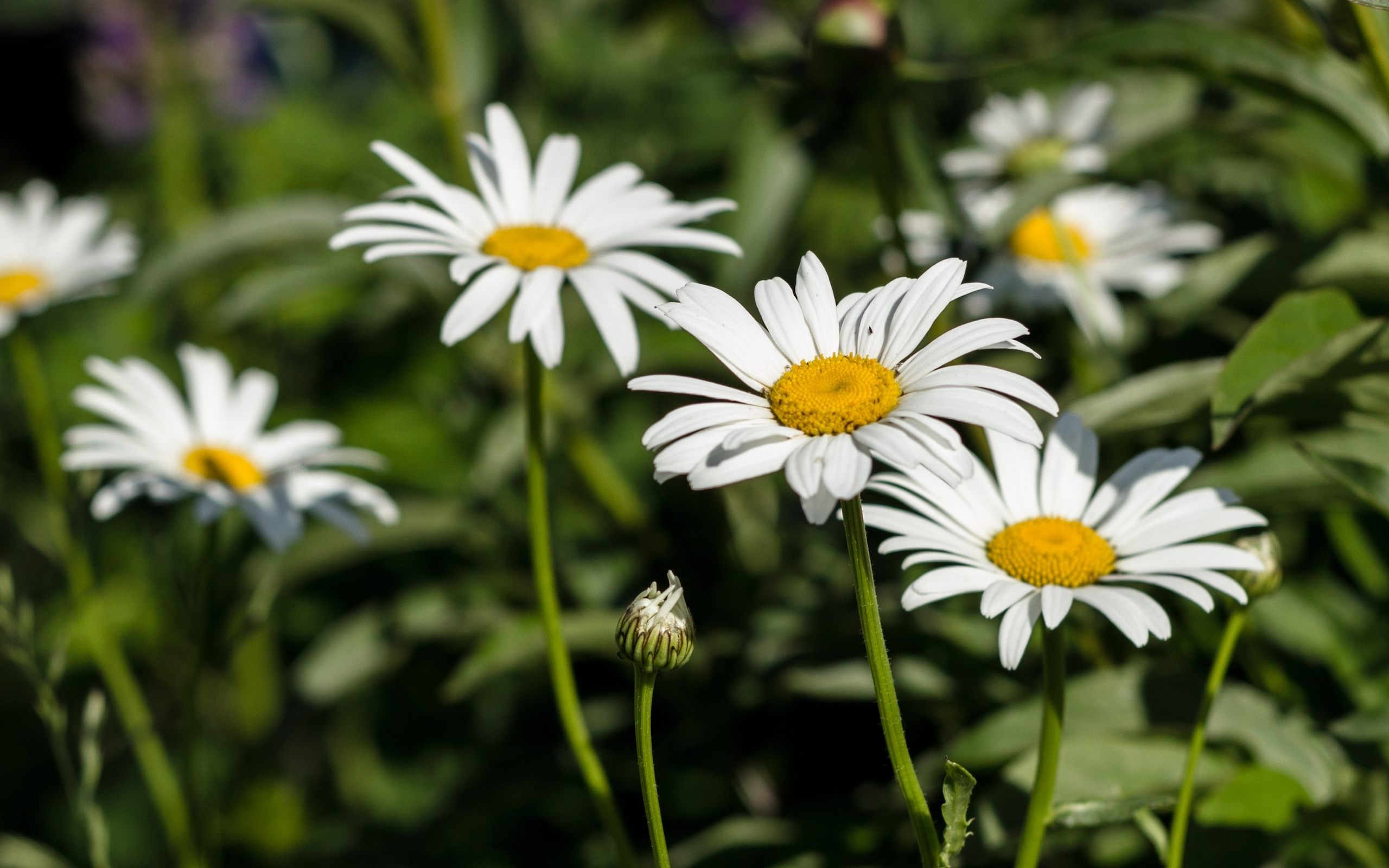 Beautiful White Daisy Flowers Wallpaper for desktop and mobile in ...