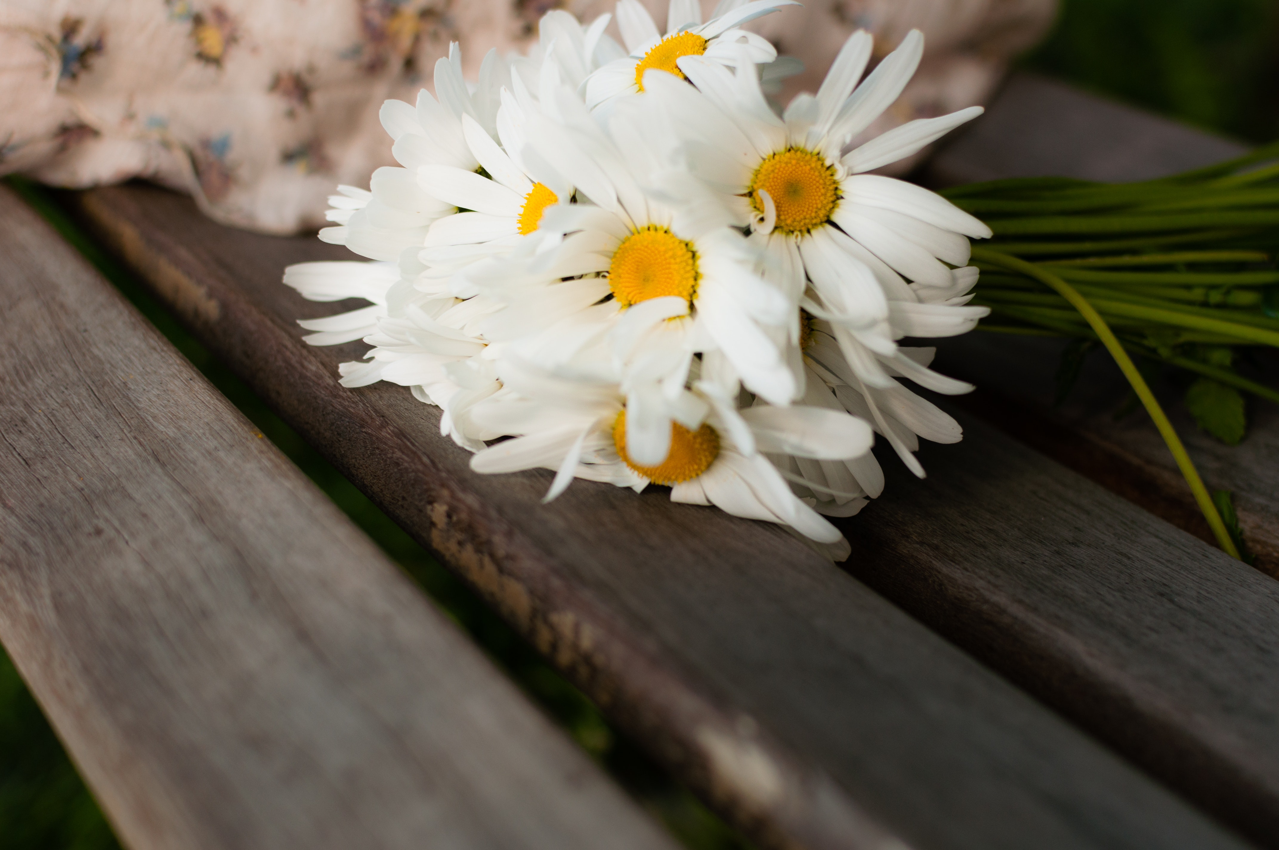 White daisy on brown wood photo