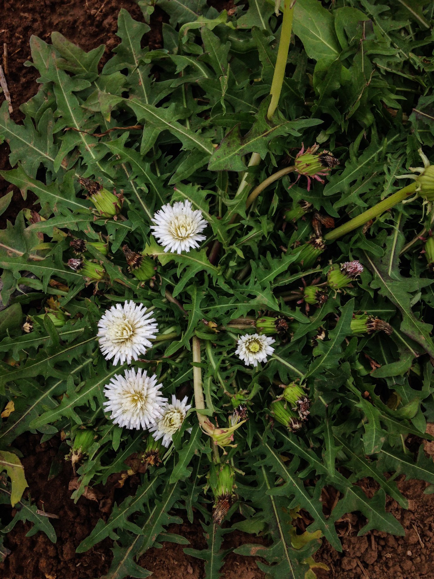 White Dandelion Seeds (Taraxacum albidum) | The Plant Good Seed Company