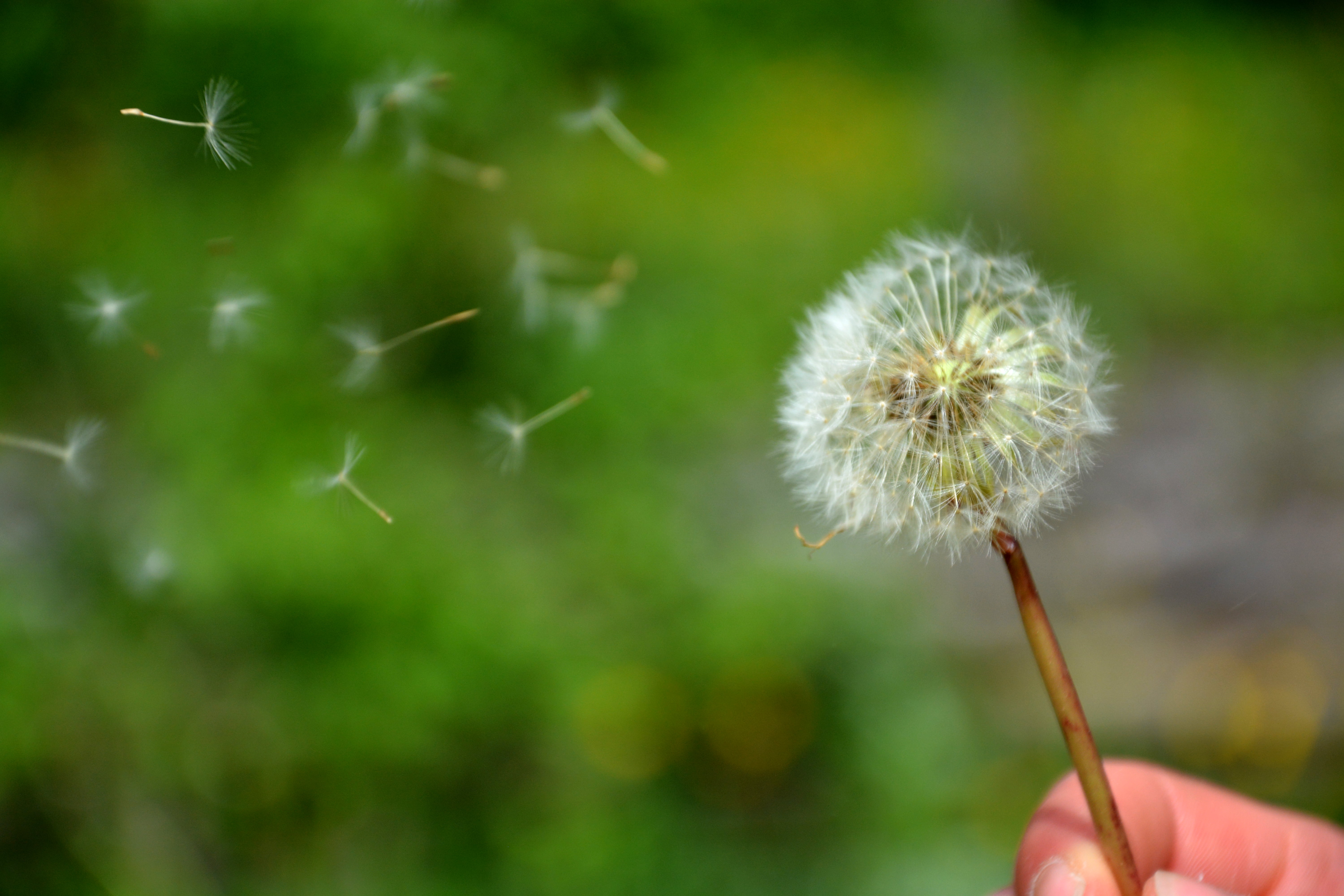Micro photography of person holding white Dandelion HD wallpaper ...