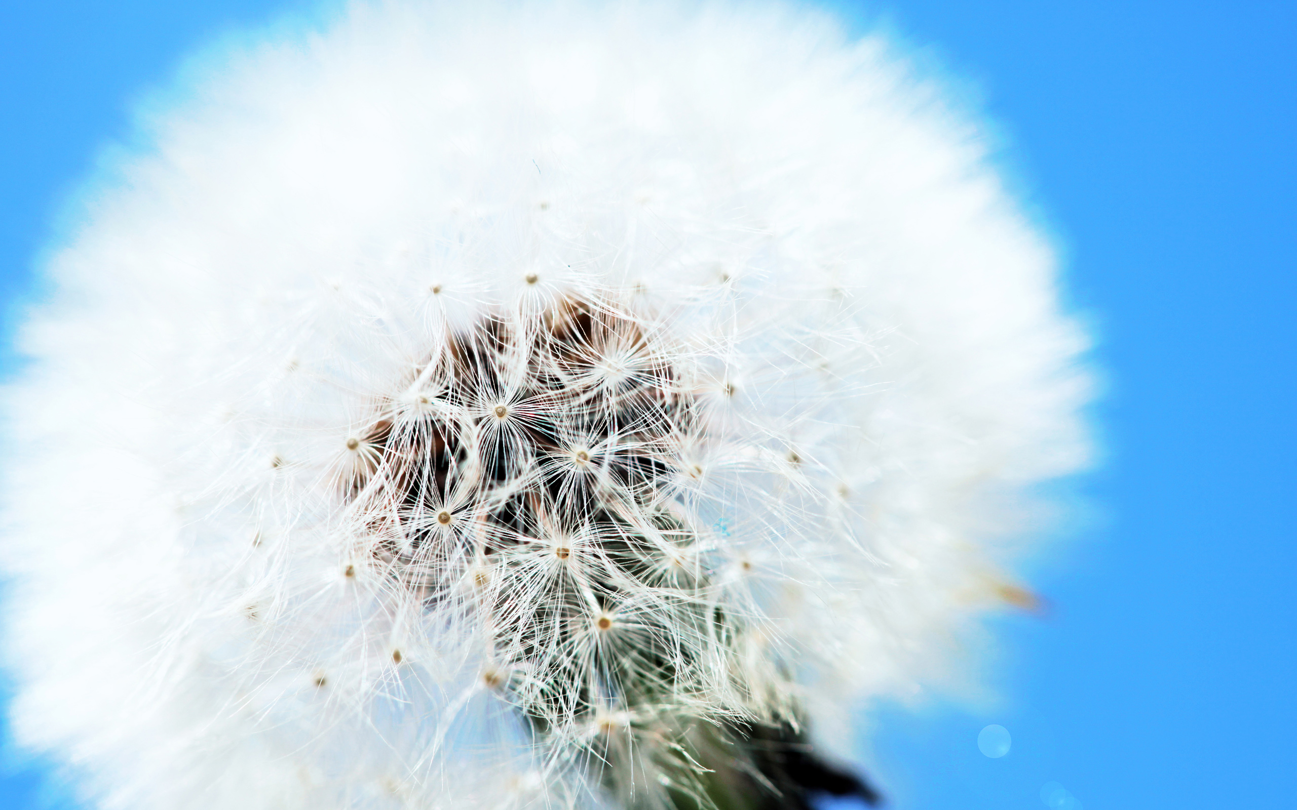 White Dandelion Wallpapers | HD Wallpapers | ID #12239