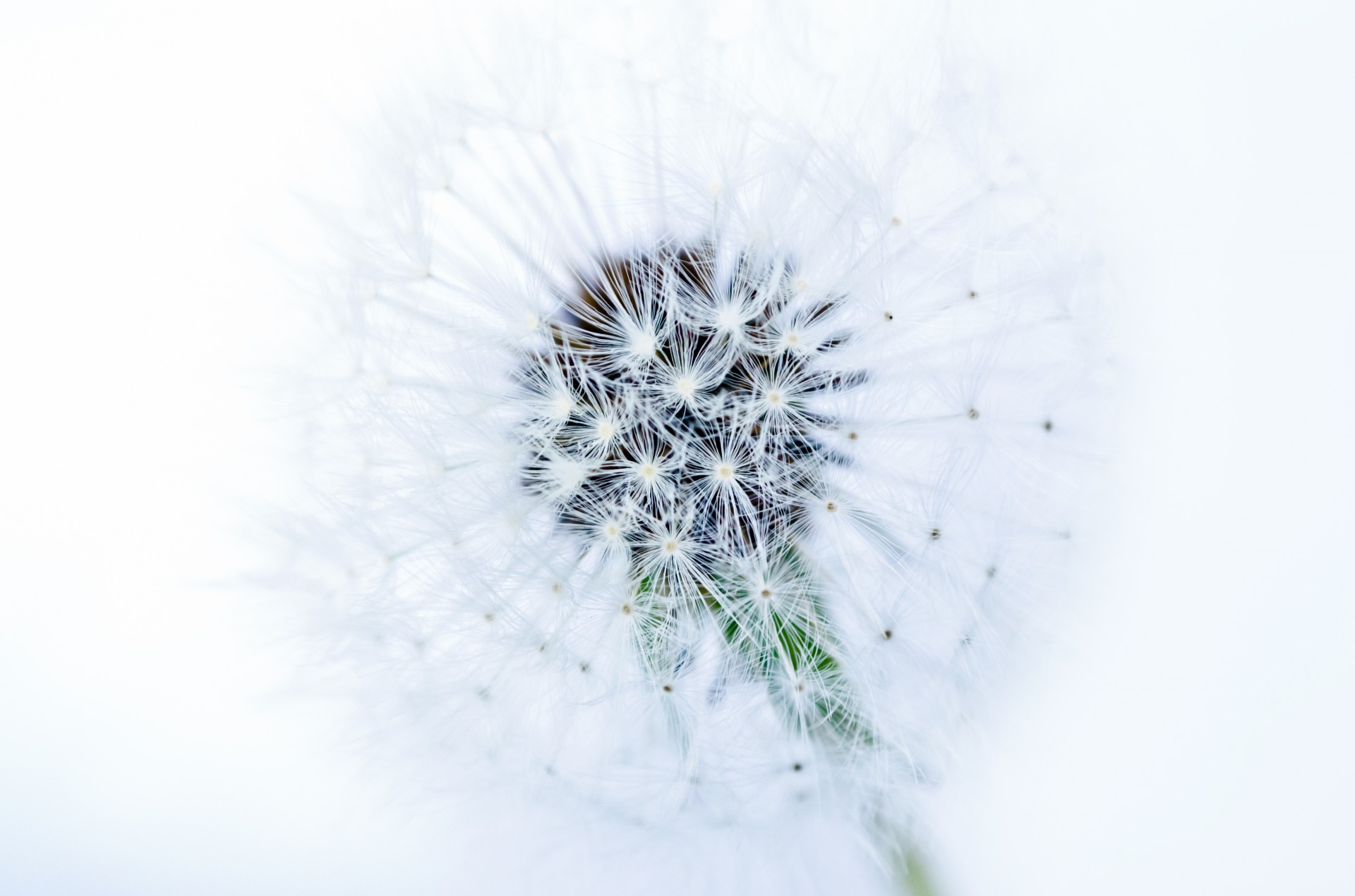 Dandelion On White Background Free Stock Photo - Public Domain Pictures