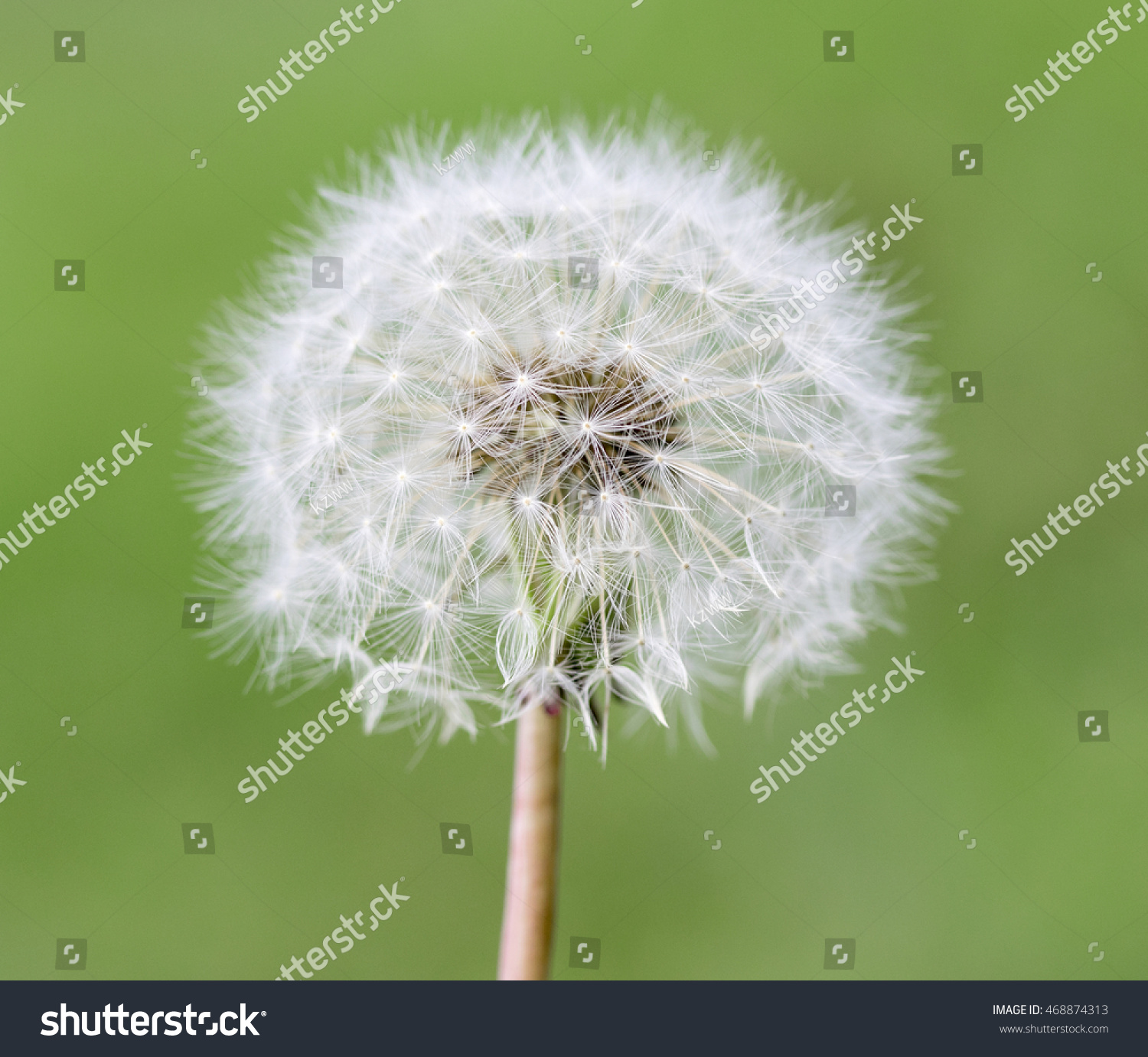 White Dandelion Nature Stock Photo 468874313 - Shutterstock