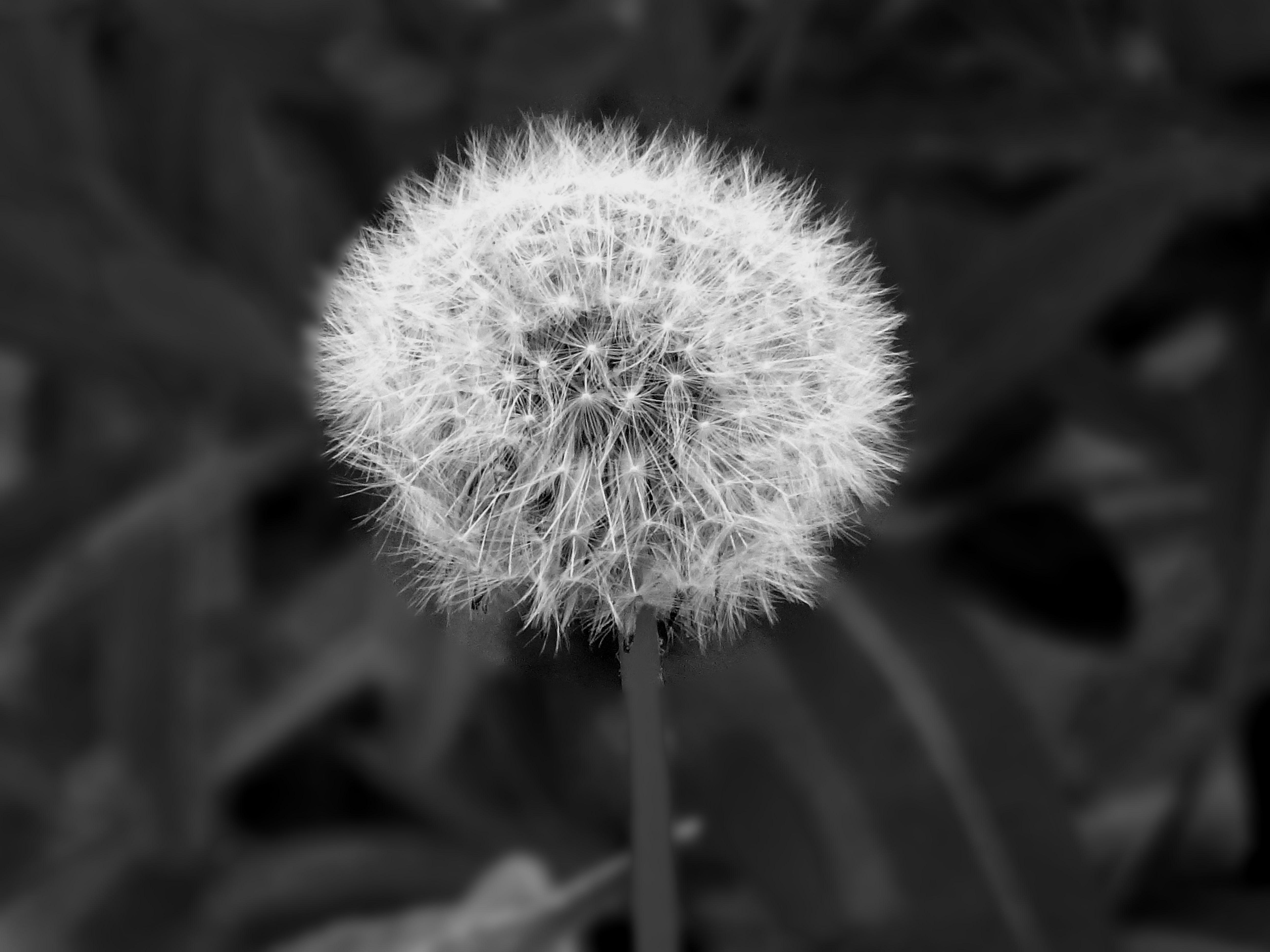 White Dandelion · Free Stock Photo