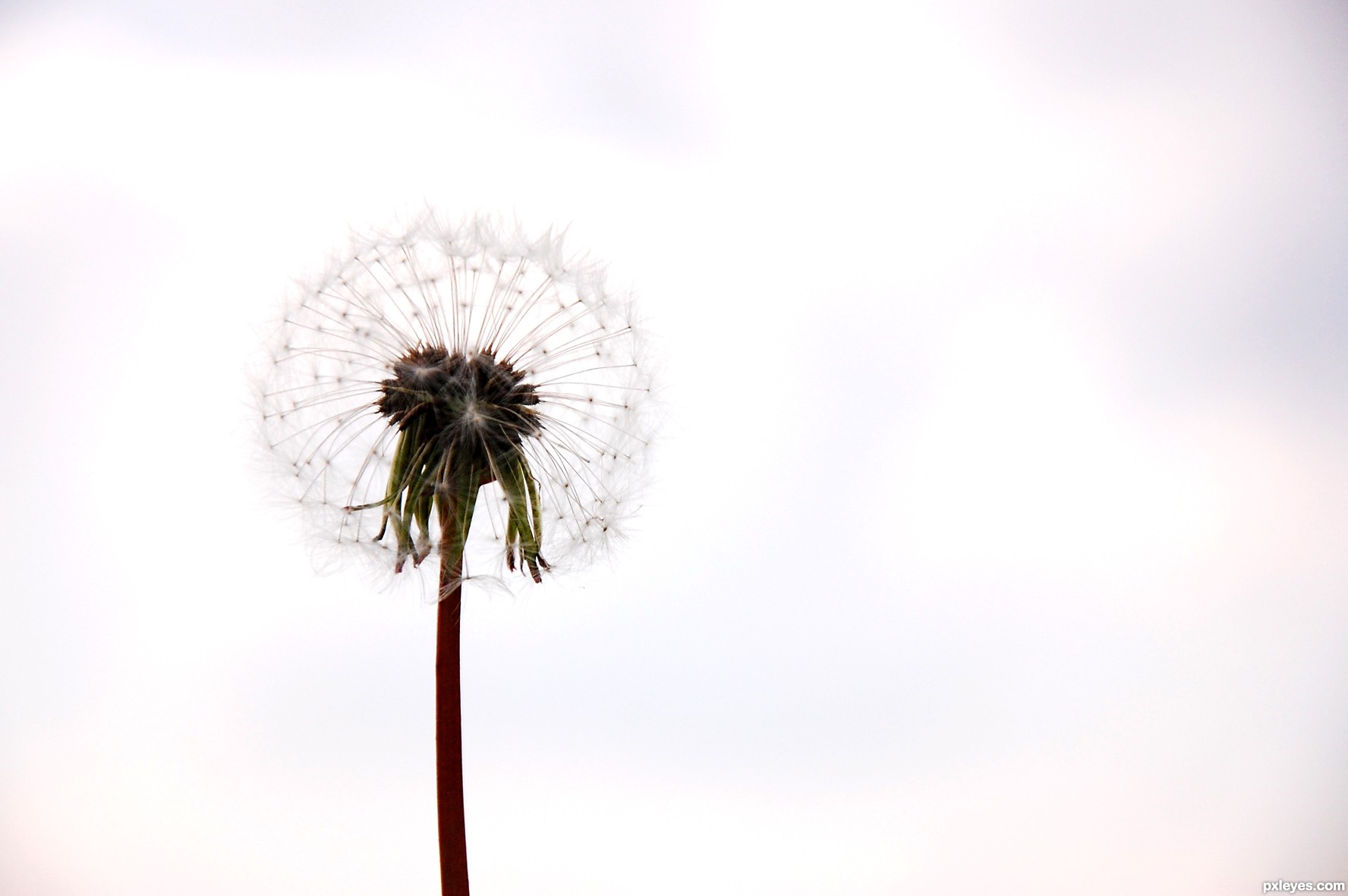 Dandelion picture, by Artifakts for: white photography contest ...