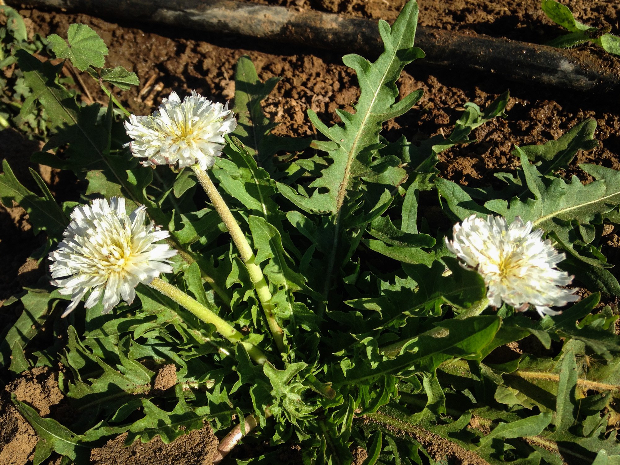 White Dandelion Seeds (Taraxacum albidum) | The Plant Good Seed Company