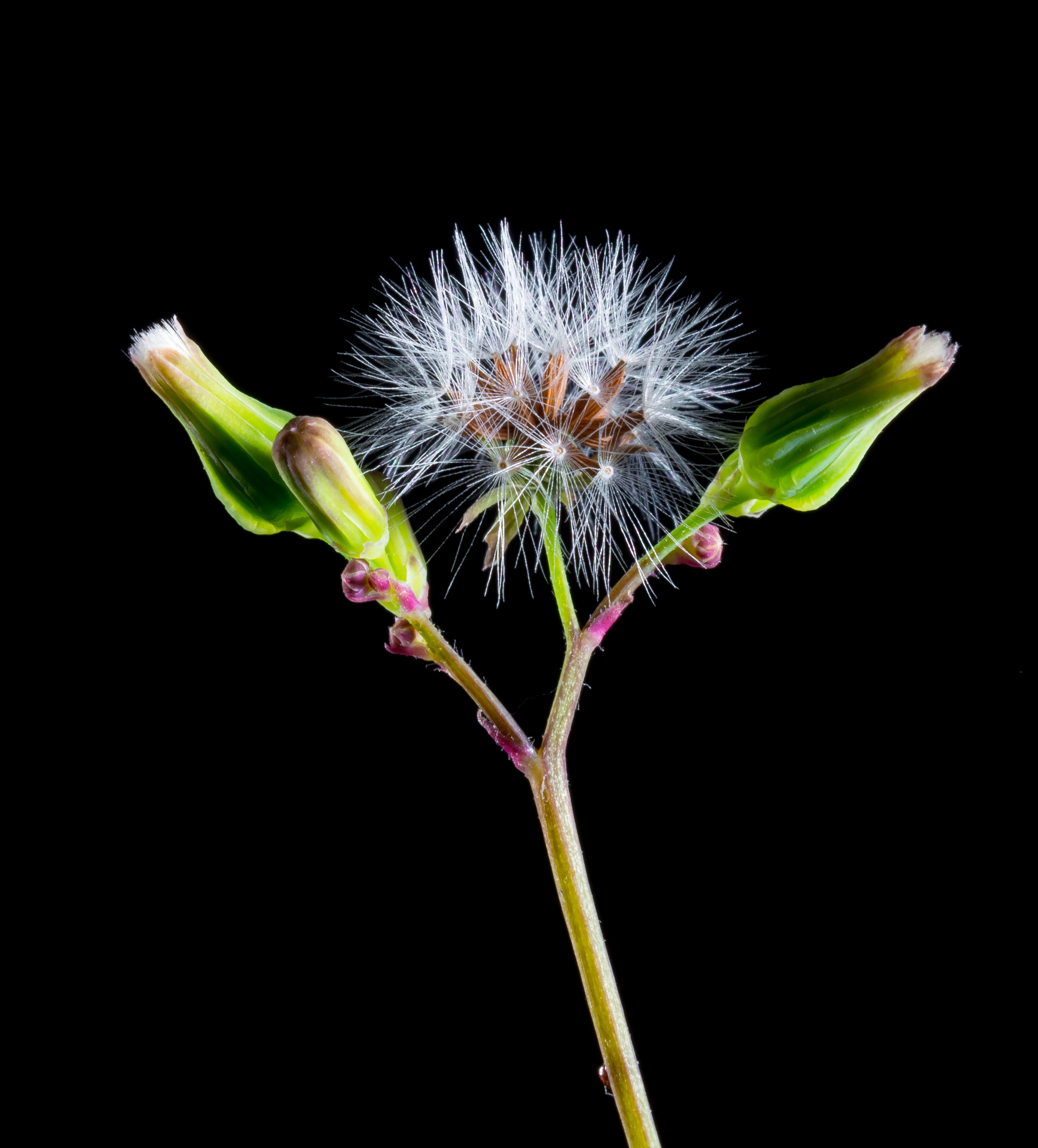 White dandelion and 2 green buds againts black background photo