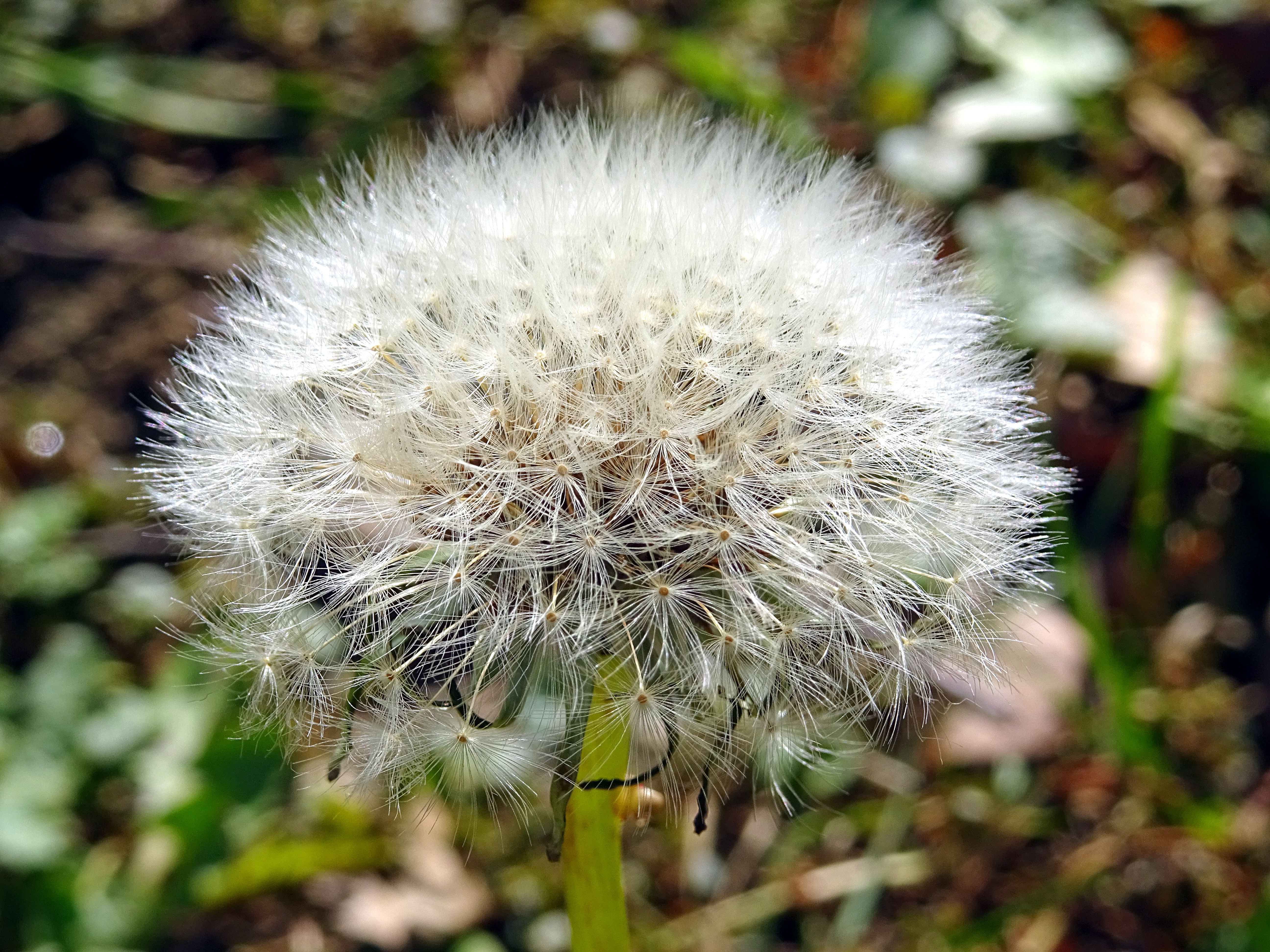 White dandelion closeup photo