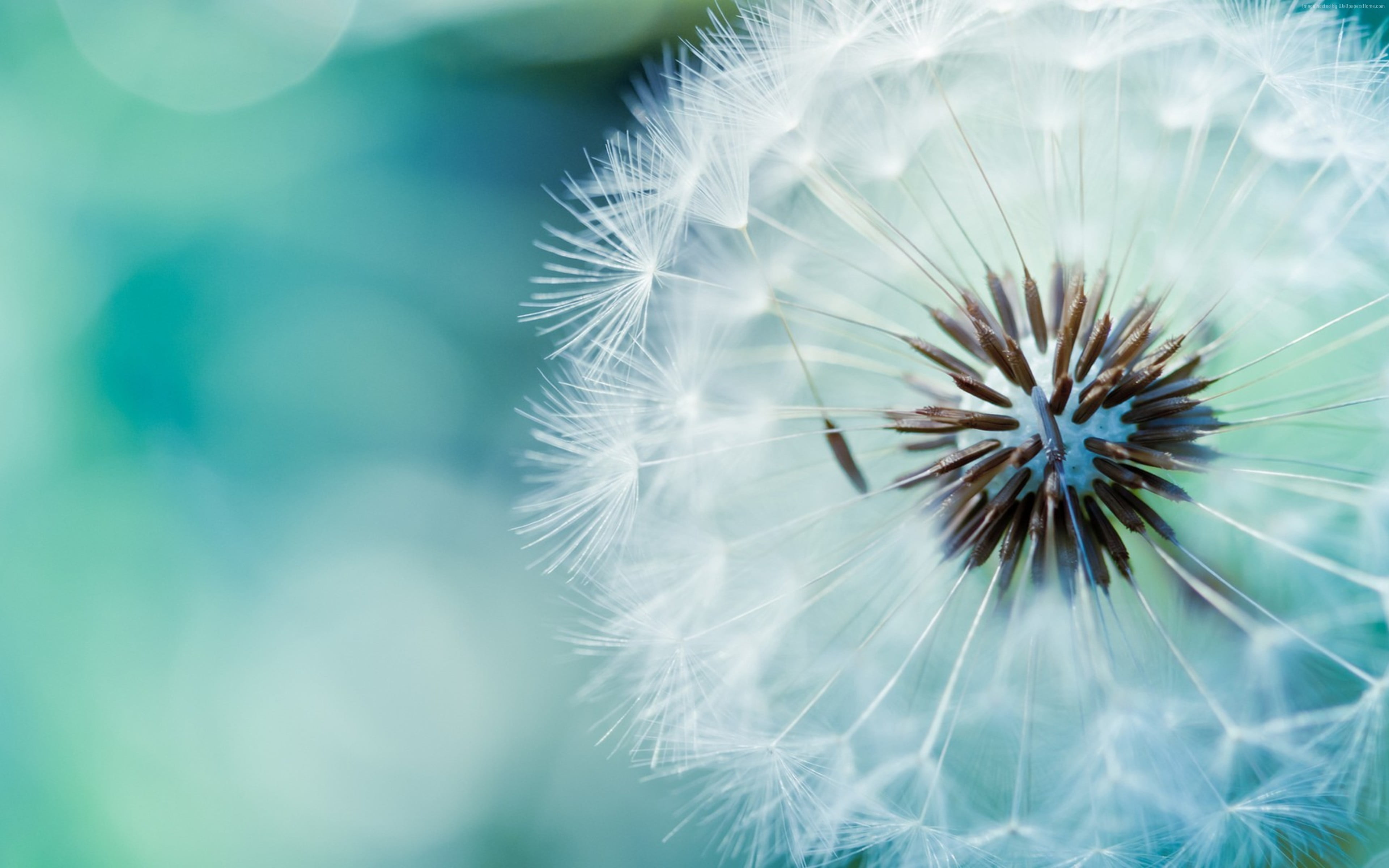 Close up photography of white Dandelion flower HD wallpaper ...