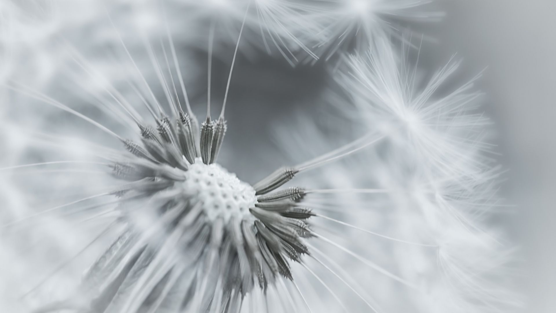 1920x1080 Wallpaper dandelion, flower, feathers, seeds, black and ...