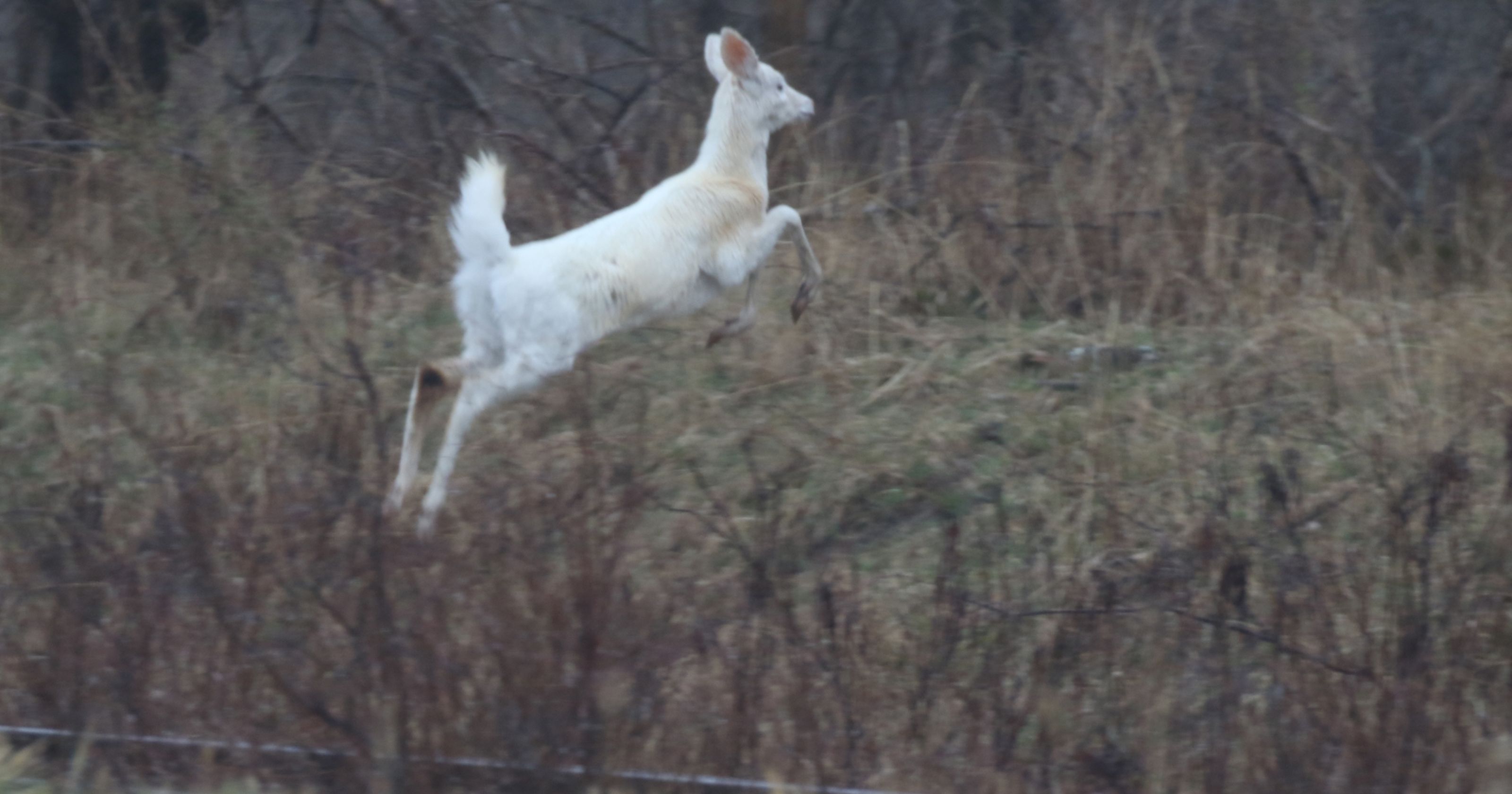 Seneca white deer find permanent home at Deer Haven Park at Army Depot