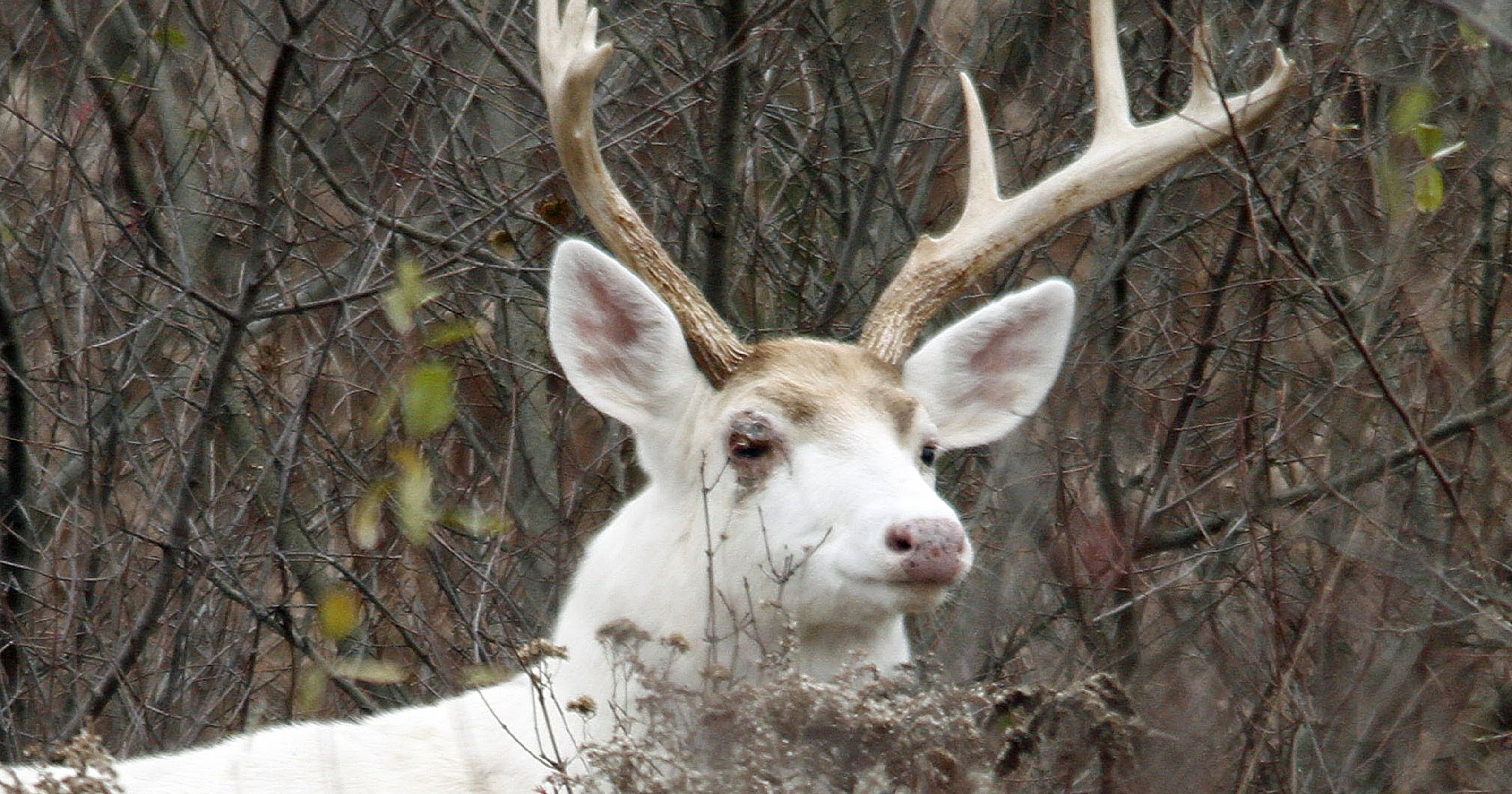 Fate of famous white deer in question after base closure