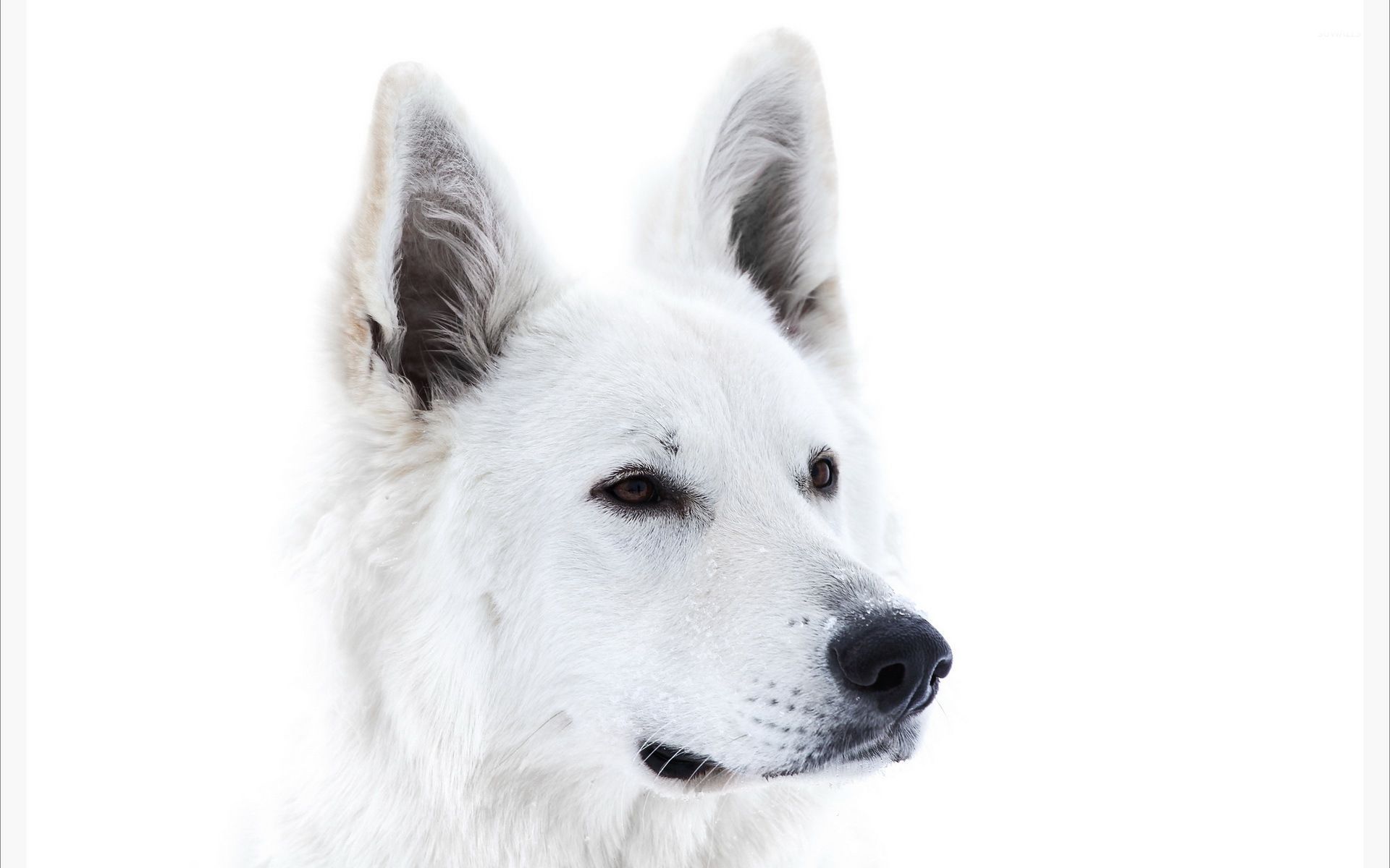 White dog wallpaper - Animal wallpapers - #33799