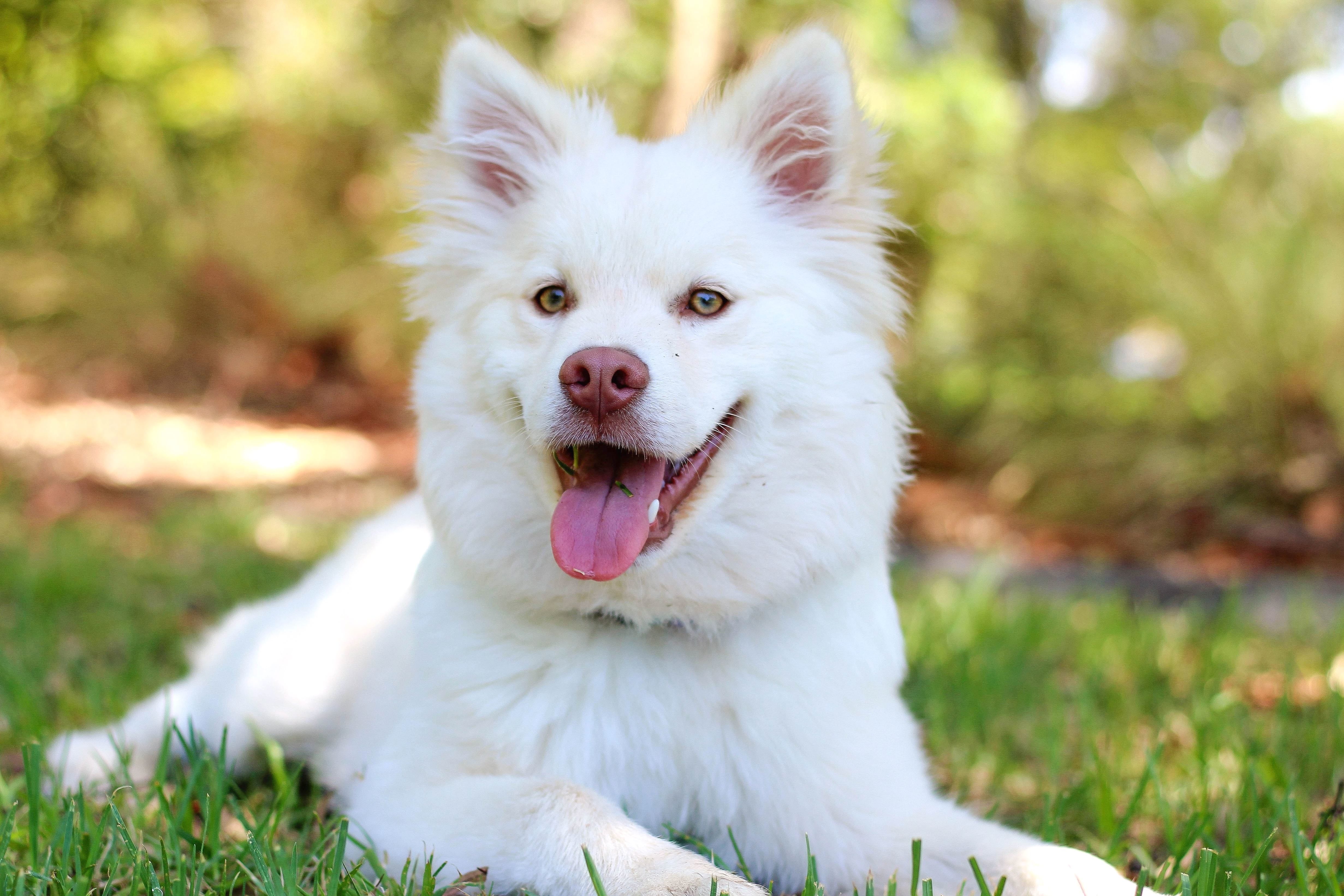 Free picture: white dog, eyes, face, fur, grass, happy, pet