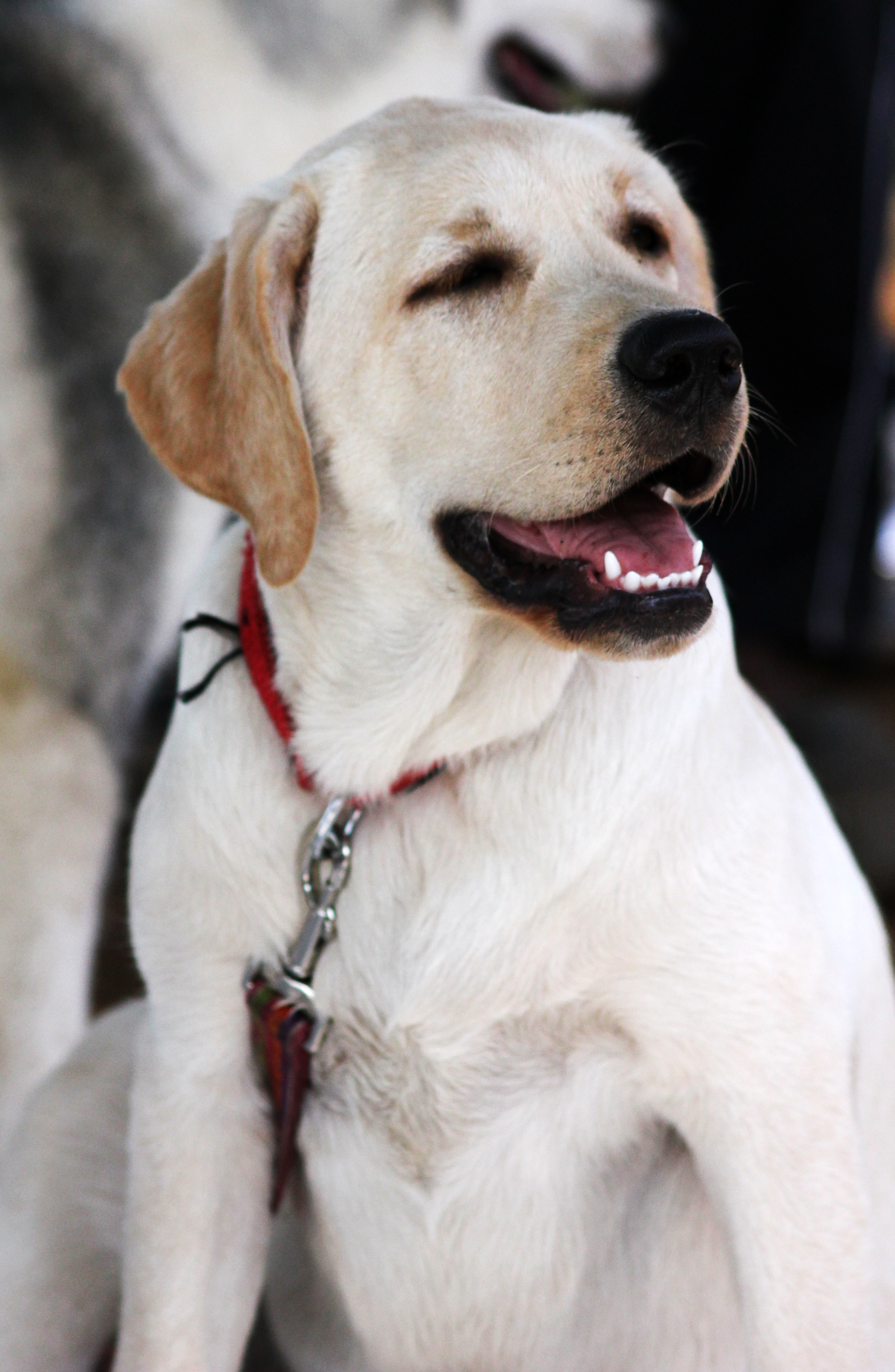 Labrador White Dog : Public Domain Pictures