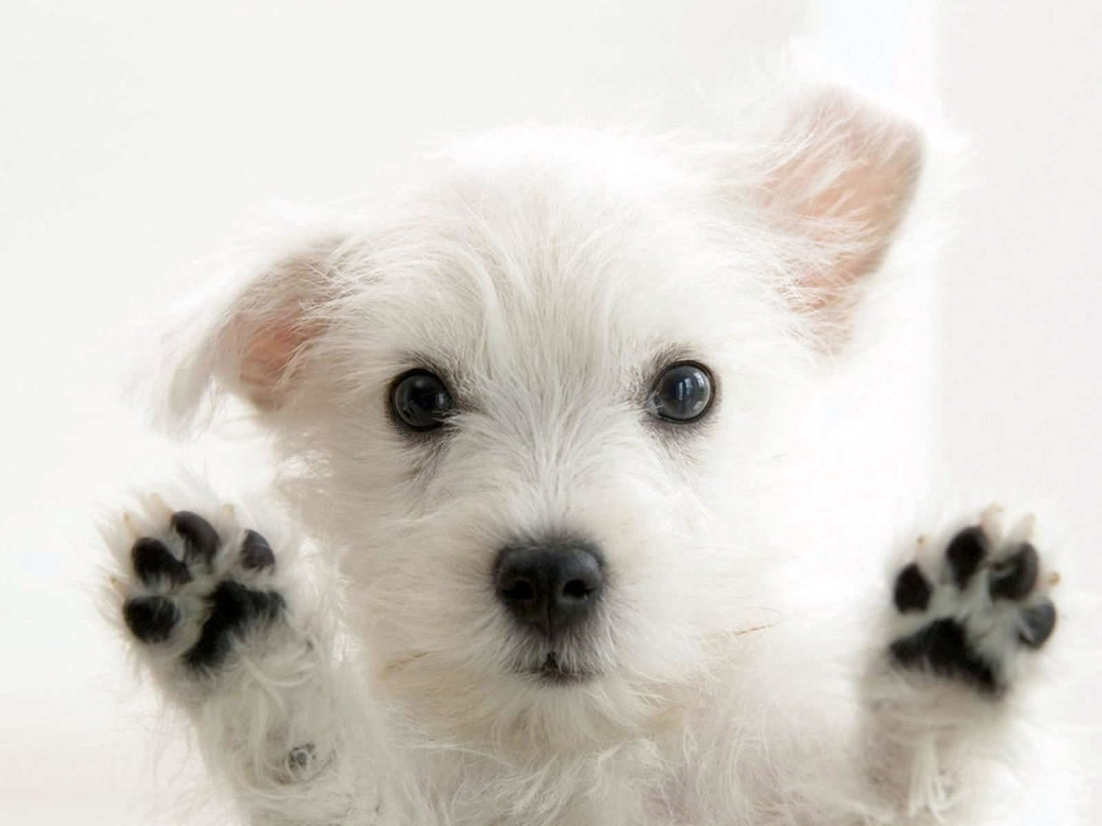 Cute Little White Dog Wallpaper | Wallpaper ME